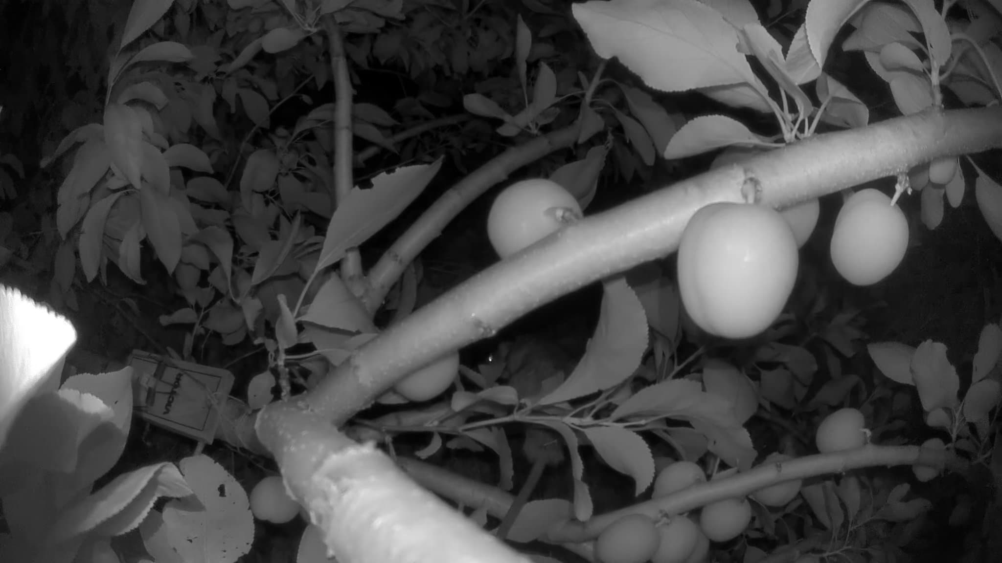 For the last couple years my imperial ep. Plum is the first plum to ripen and we are starting to see color in the plums now. The first to ripen always seem to get hit the worst. During the day squirrels and at night rats are getting at the fruit at the moment, notice the rat trap in the background. Last year I noticed with the camera just putting up the traps, not baiting or loading them, seemed to deter them from the tree, not this guy. They don't seem to go near the traps no matter what bait I put in them. It's something you'll need to deal with if you grow fruit in Seattle. Plums, figs and peaches are all favorites for squirrels and rats, although they'll eat almost anything you grow, maybe not garlic but besides that good luck. Rats get much easier to trap in the winter when they're hungry, trap hard all winter long and the problem will be reduced come summer, although never completely. That's been my strategy so far. Would love to find a way to trap them in the tree but nothing works so far, let me know if you have any ideas.