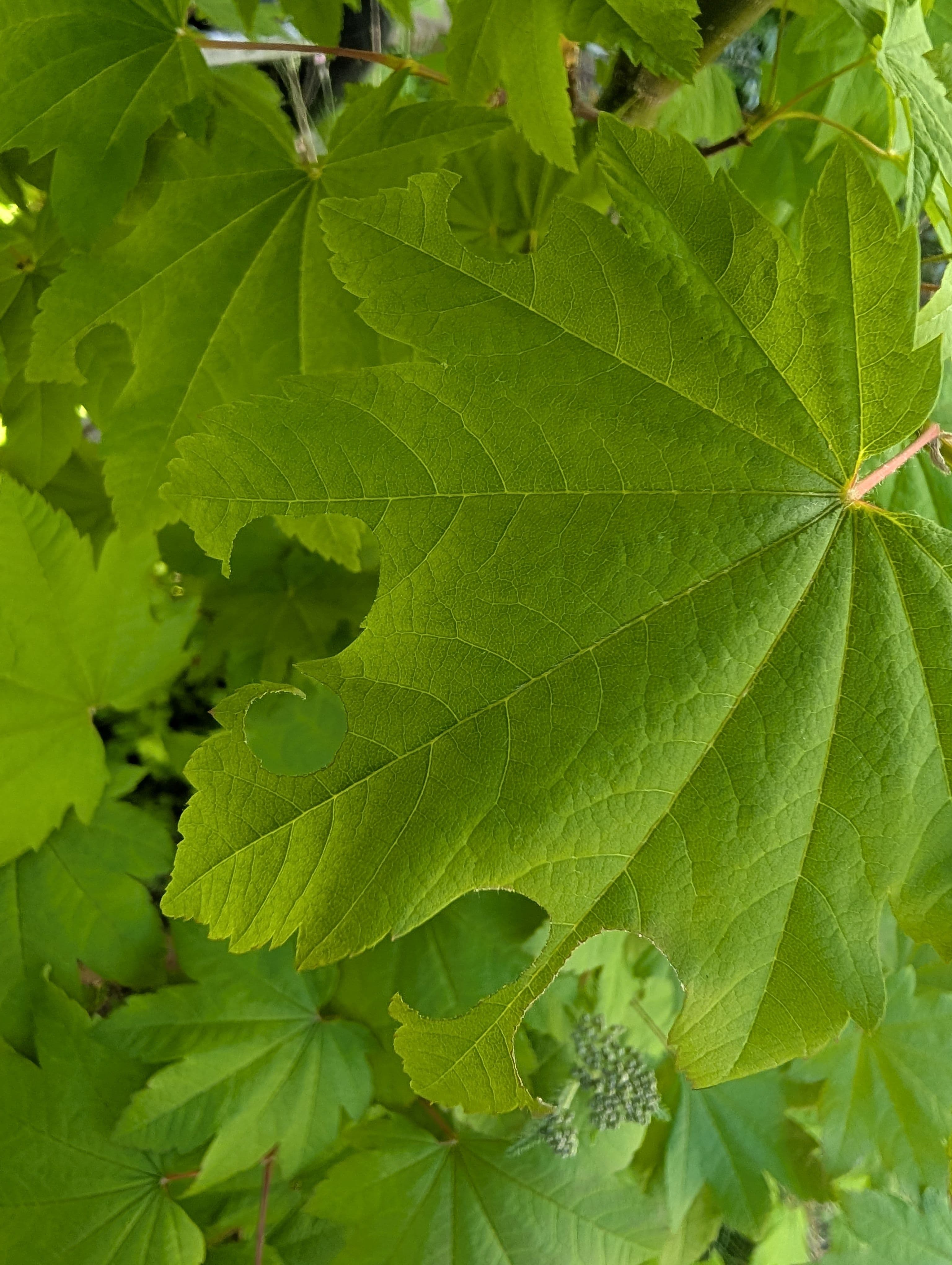 Our local leaf cutter bees seem to prefer the vine maple. I like how they cut little circles off the leafs and fly around our garden with them, it always looks like they are riding little flying leaf motorcycles.