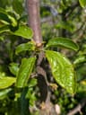 Brooks Plum