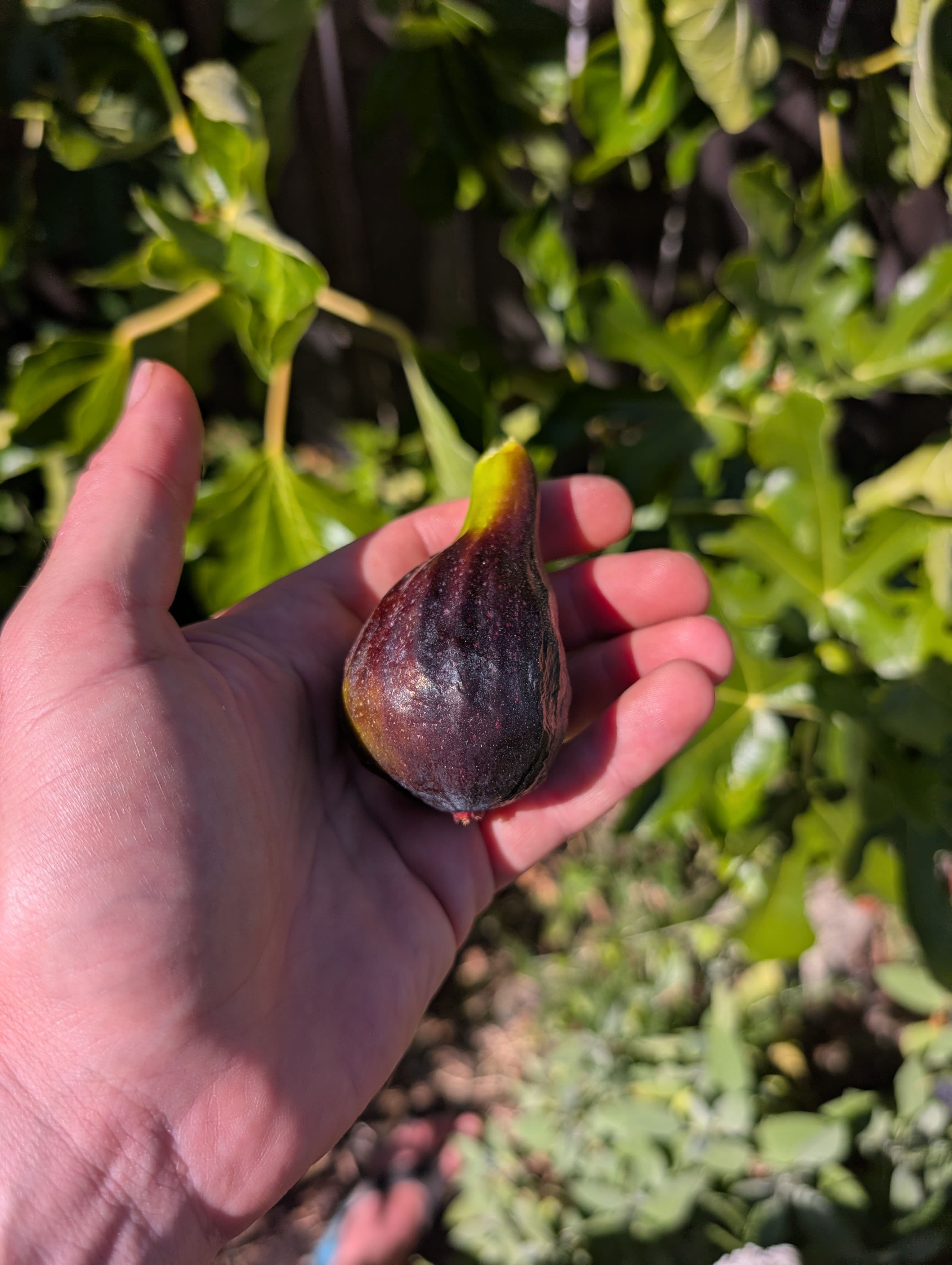 Not bad, it didn't have a lot of flavor but I enjoyed it, it was actually ripe and sweet and hadn't gone bad like the other breba from earlier in the summer 