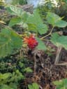 Salmonberry