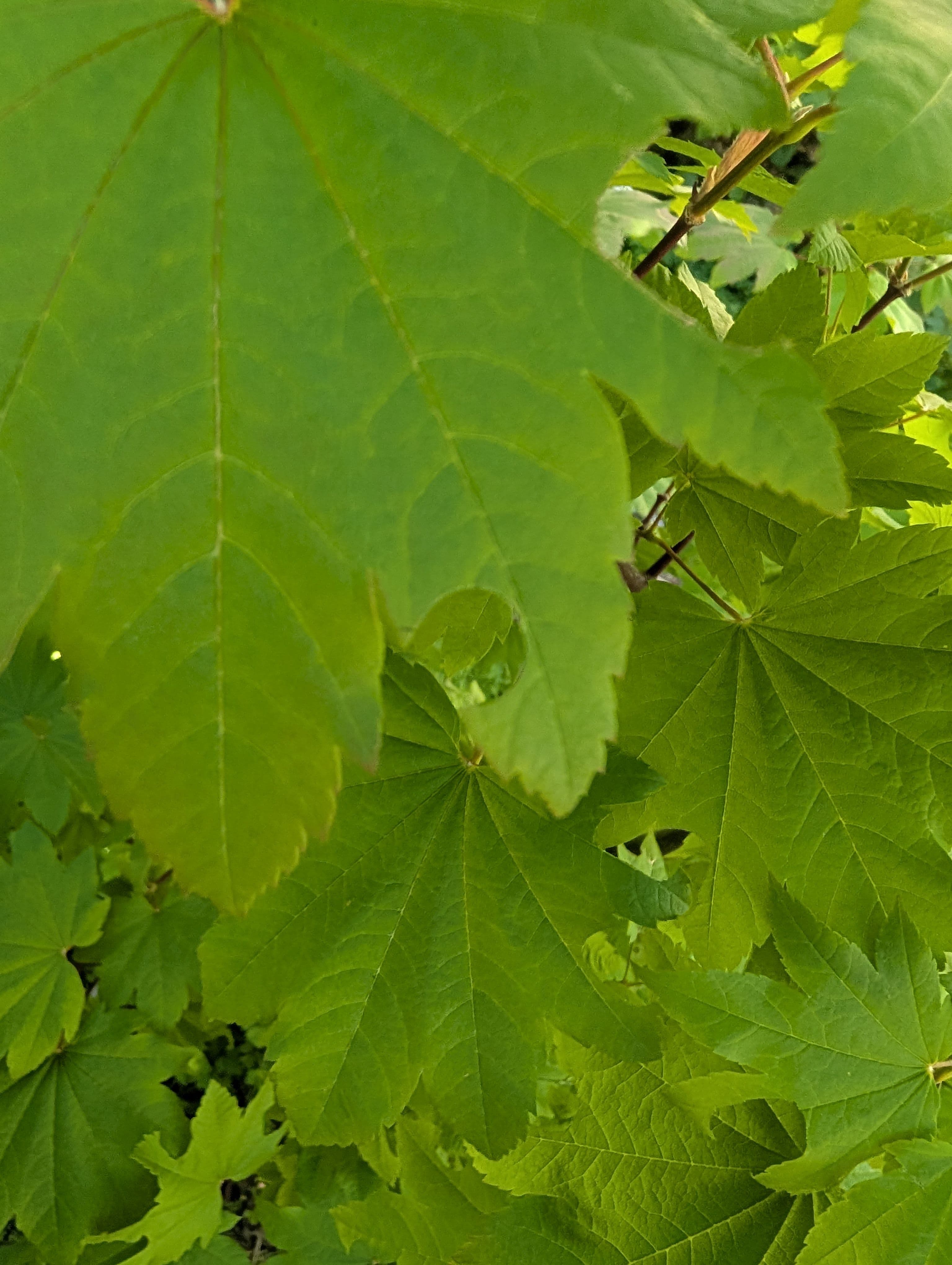 Our local leaf cutter bees seem to prefer the vine maple. I like how they cut little circles off the leafs and fly around our garden with them, it always looks like they are riding little flying leaf motorcycles.