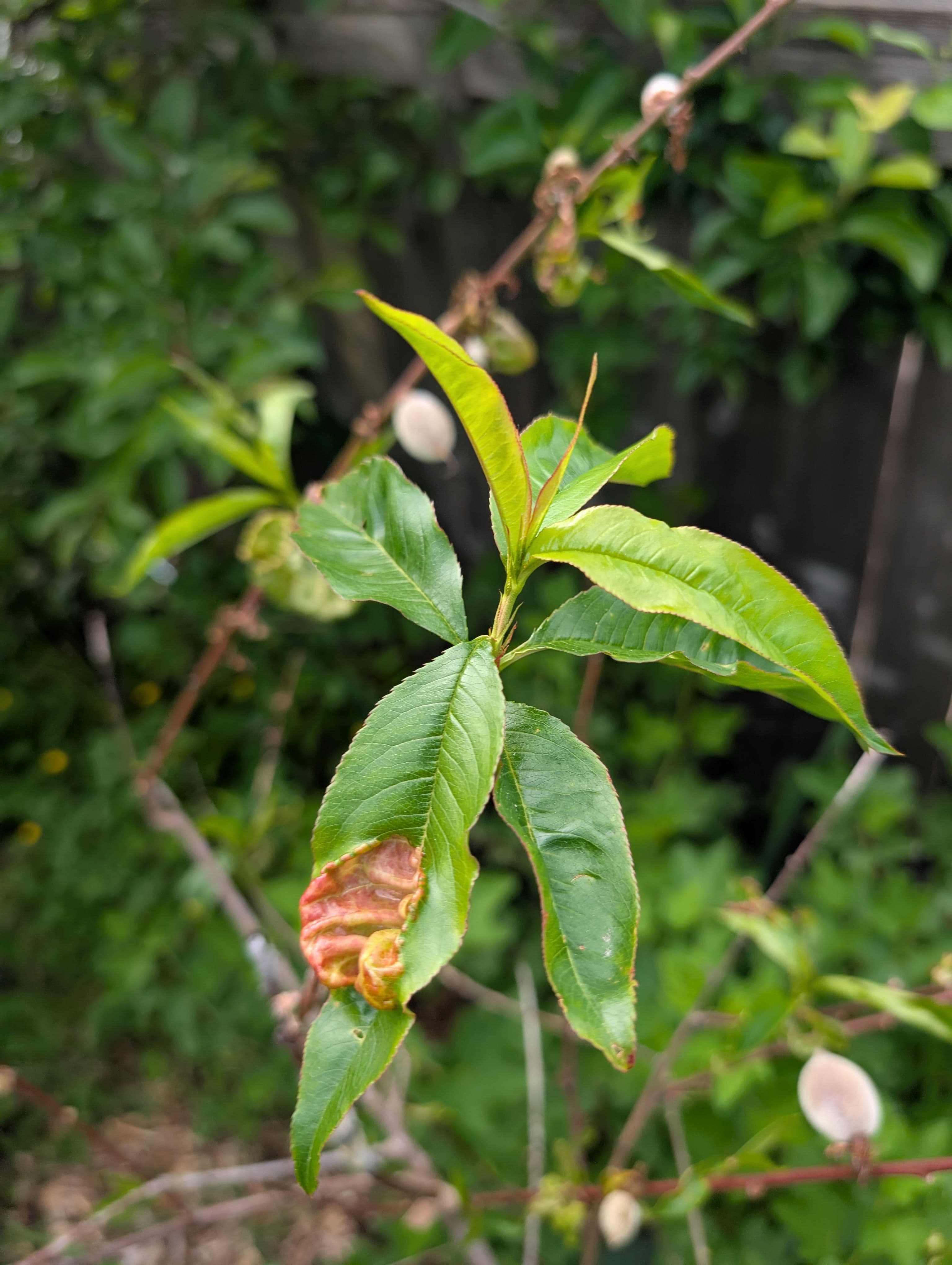 Some leaf curl