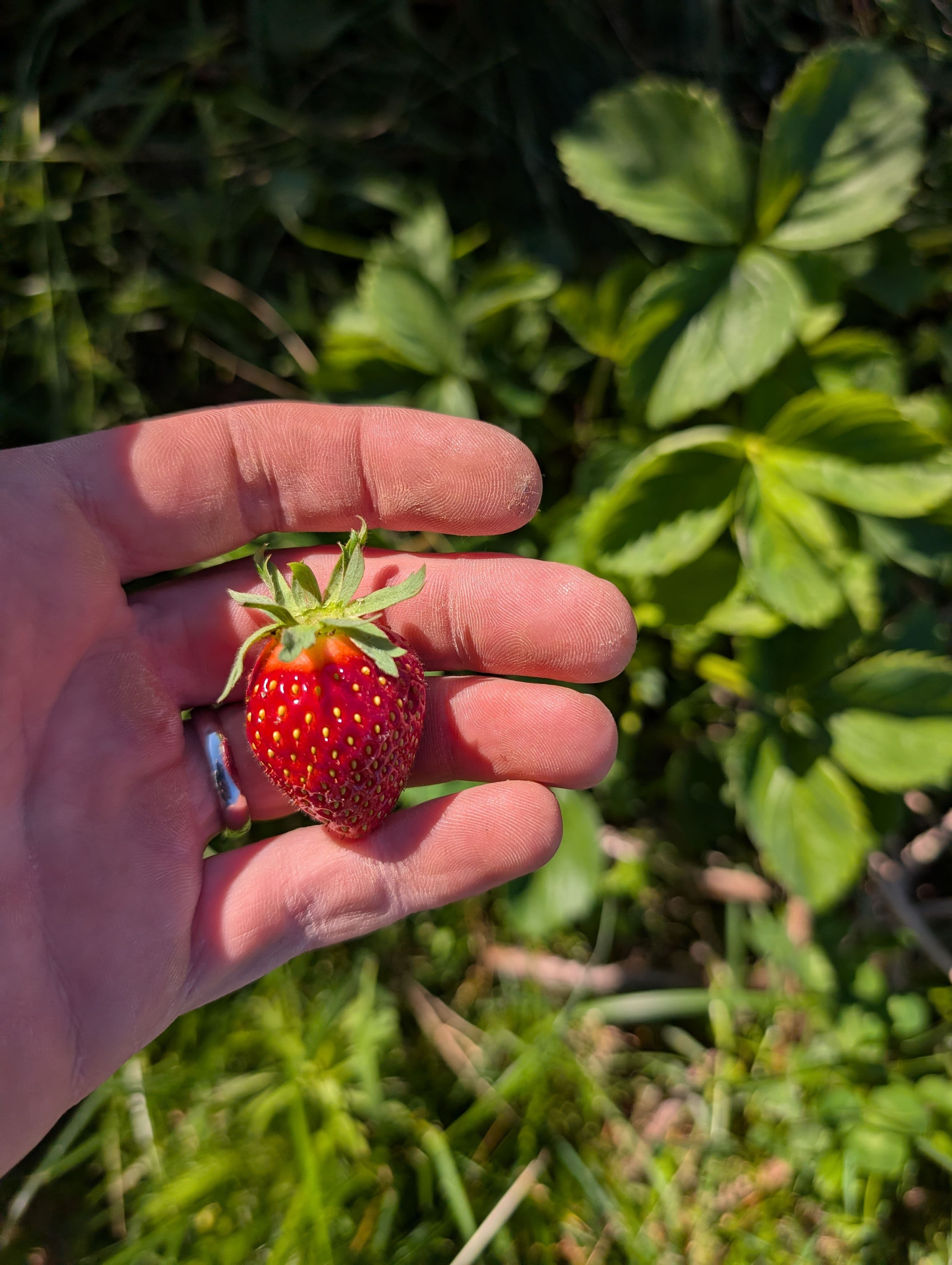 First strawberry of the season