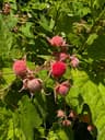 Thimbleberry 
