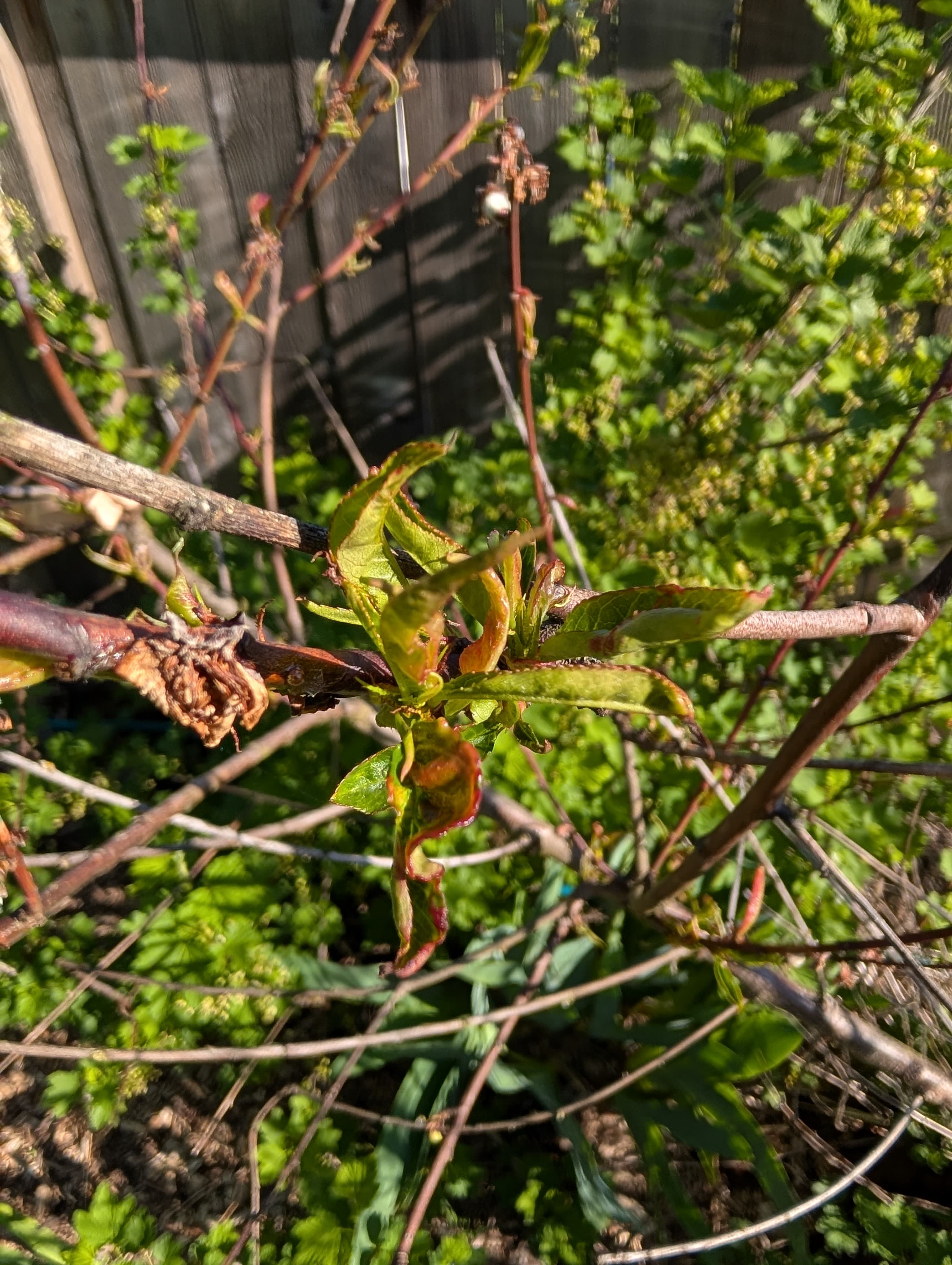 Working through the Spring leaf curl
