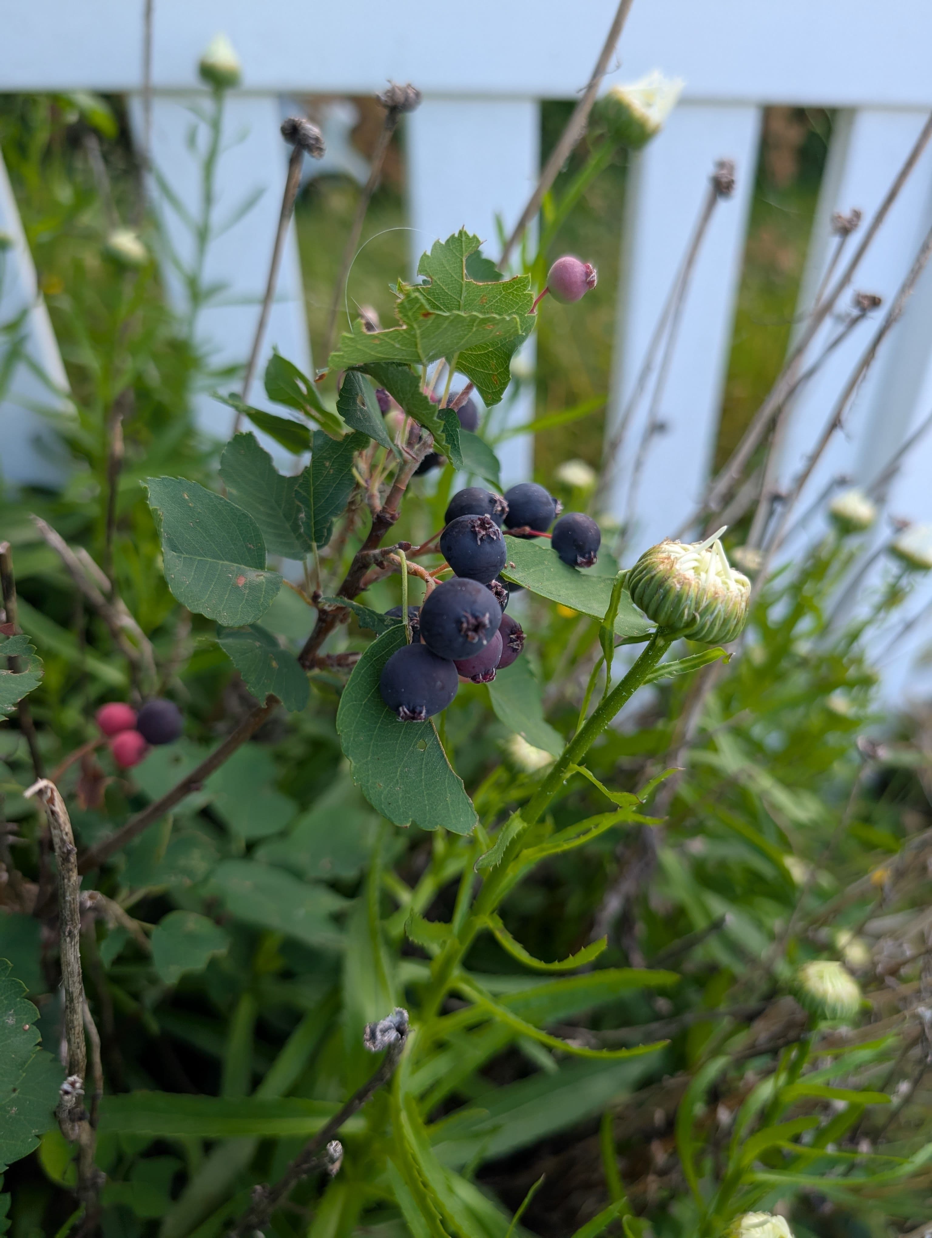 Super ripe, maybe too ripe, and quite a few berries, this one definitely seems to do better with rust than the other varieties around the area, a good tree. 