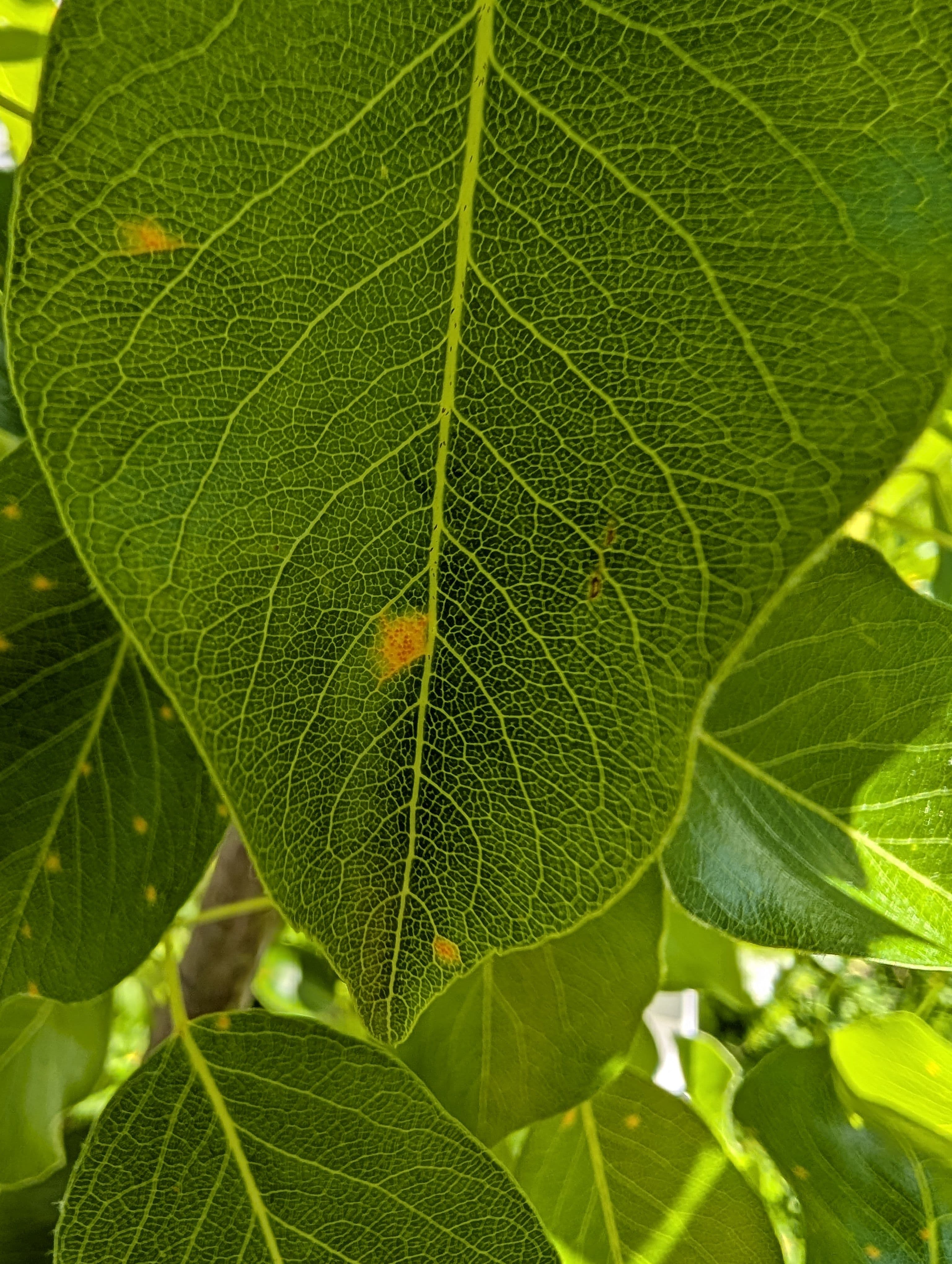 First spots of rust on the leafs