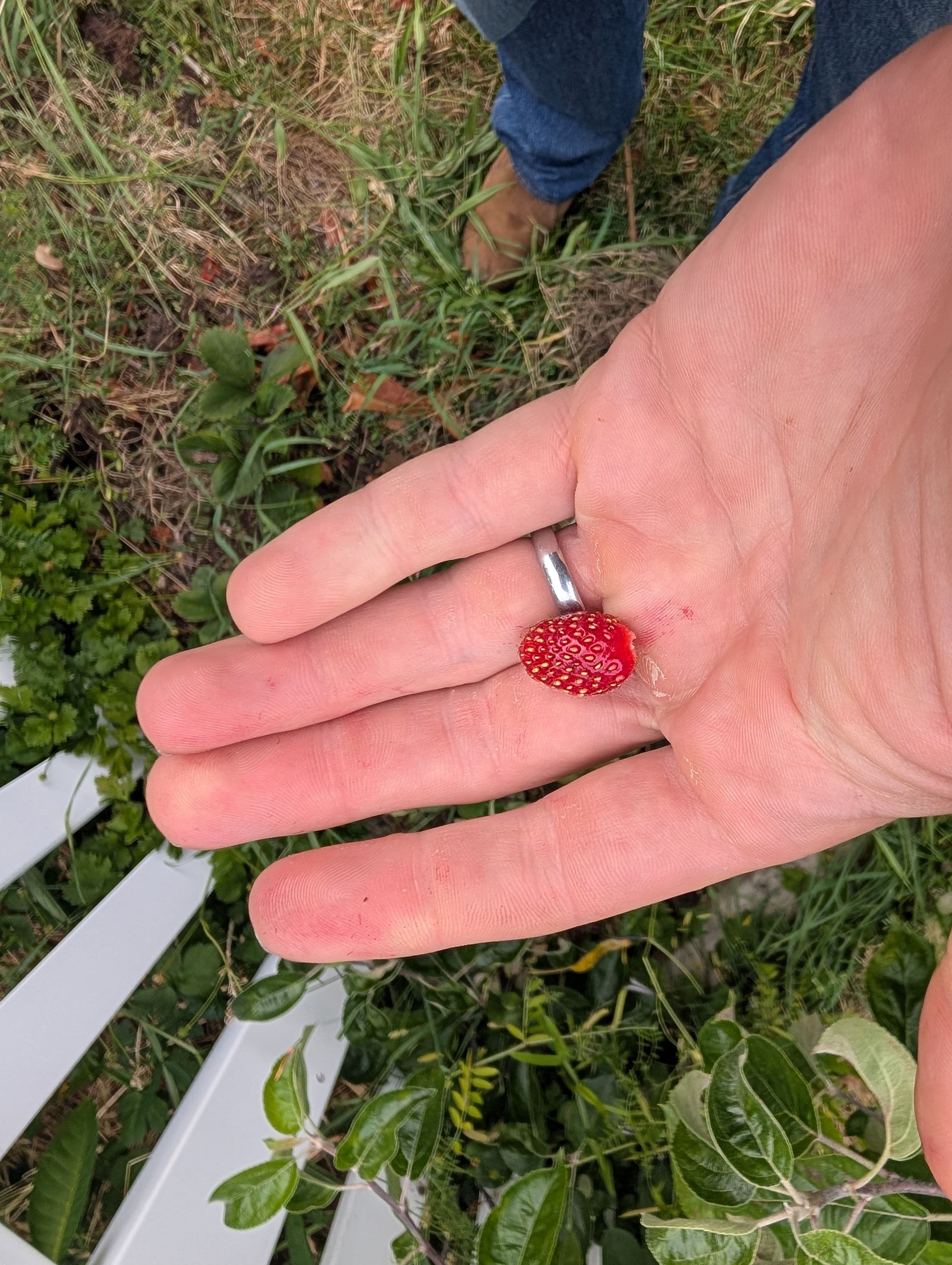 I think this will be our last strawberry of the season