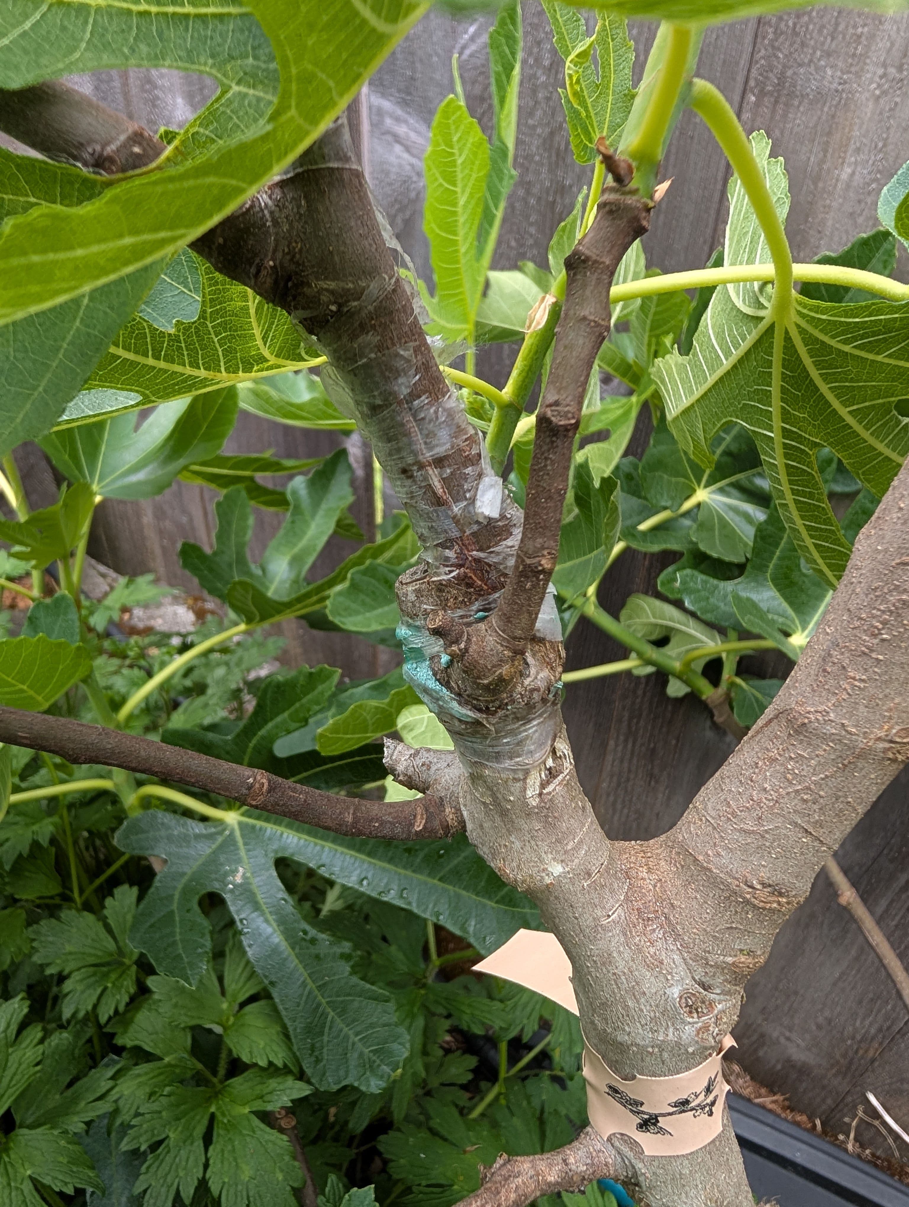 I have two VDB I grafted last year, of the figs I've grafted only VBD has produced fruit the next year after grafting. Two breba it seems to be holding on