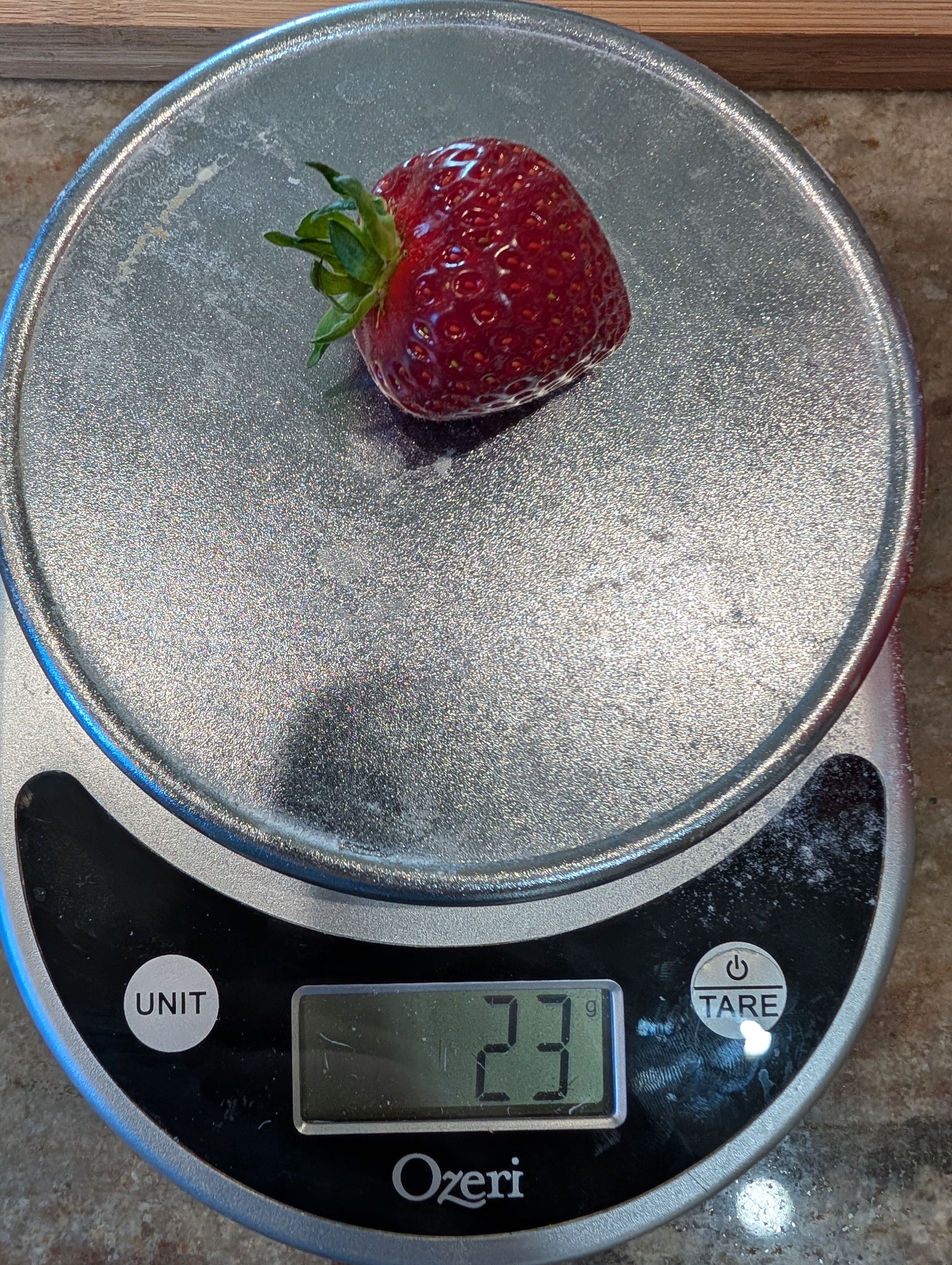 Maybe our largest strawberry yet