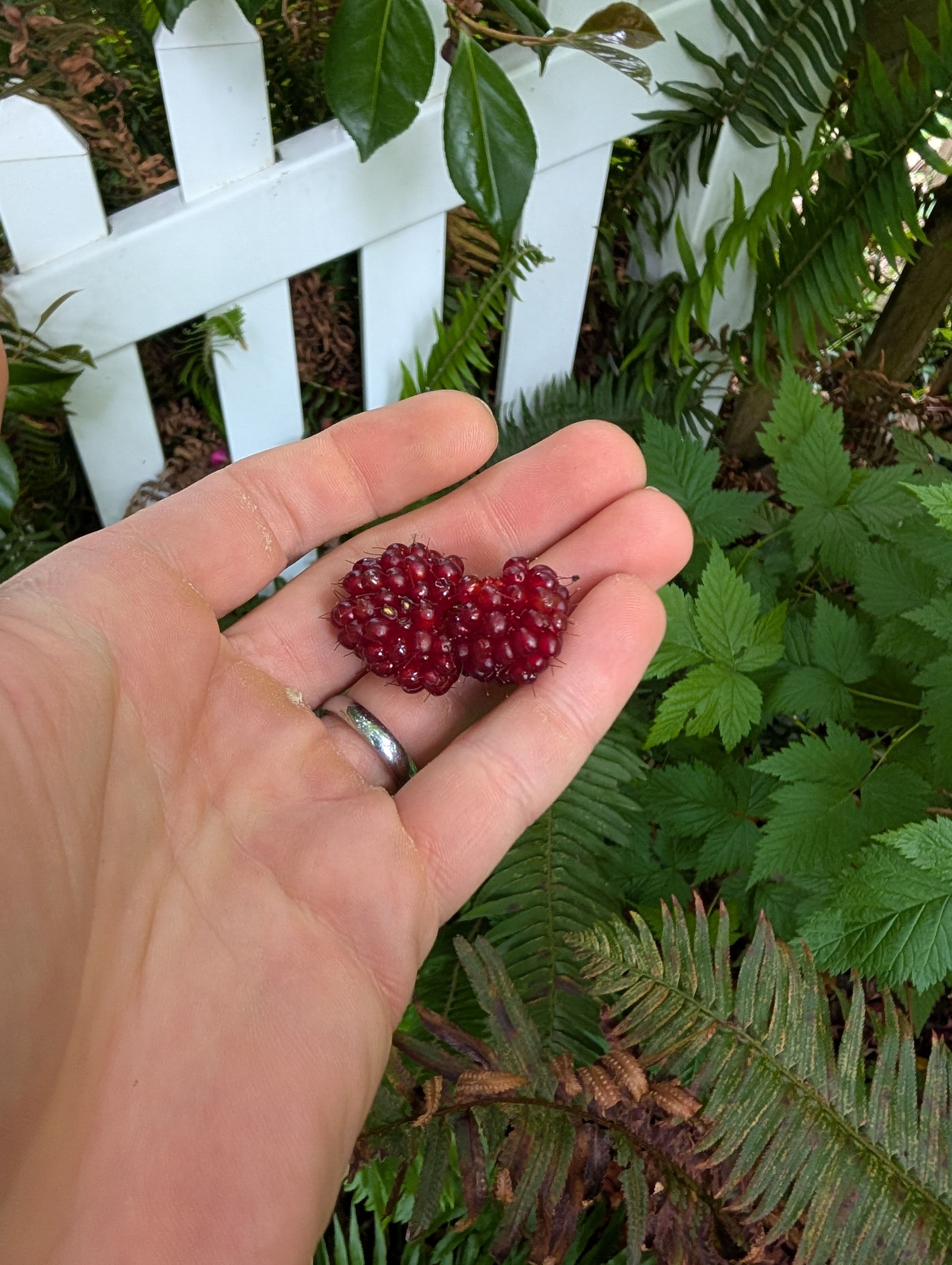 This one also produces dark red berries