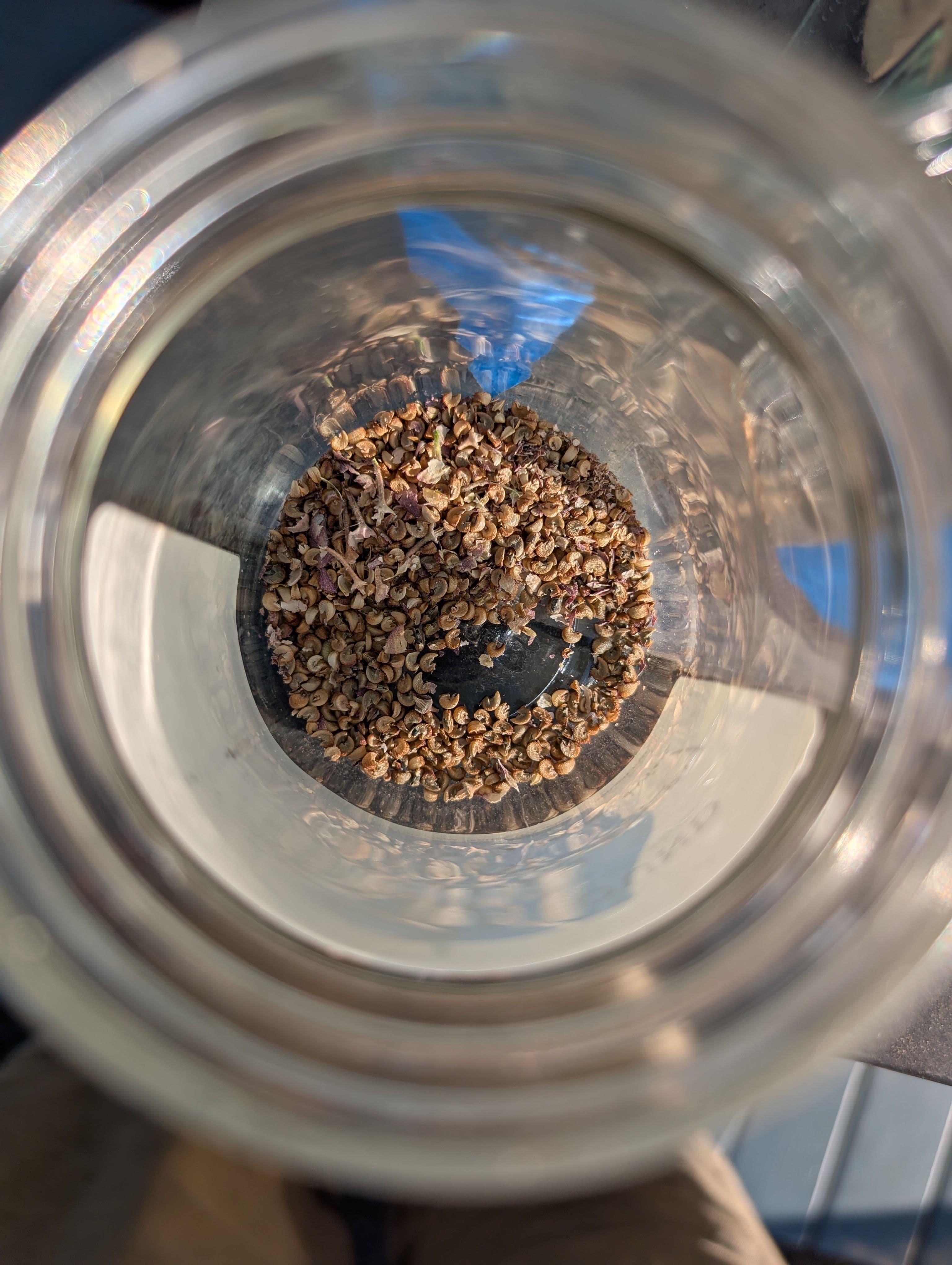 Collected seed today. I found crushing up the dry seed pods into a jar and blowing the jar with my high volume inflator blew out at lot of the chaff and made for fairly clean seed.
