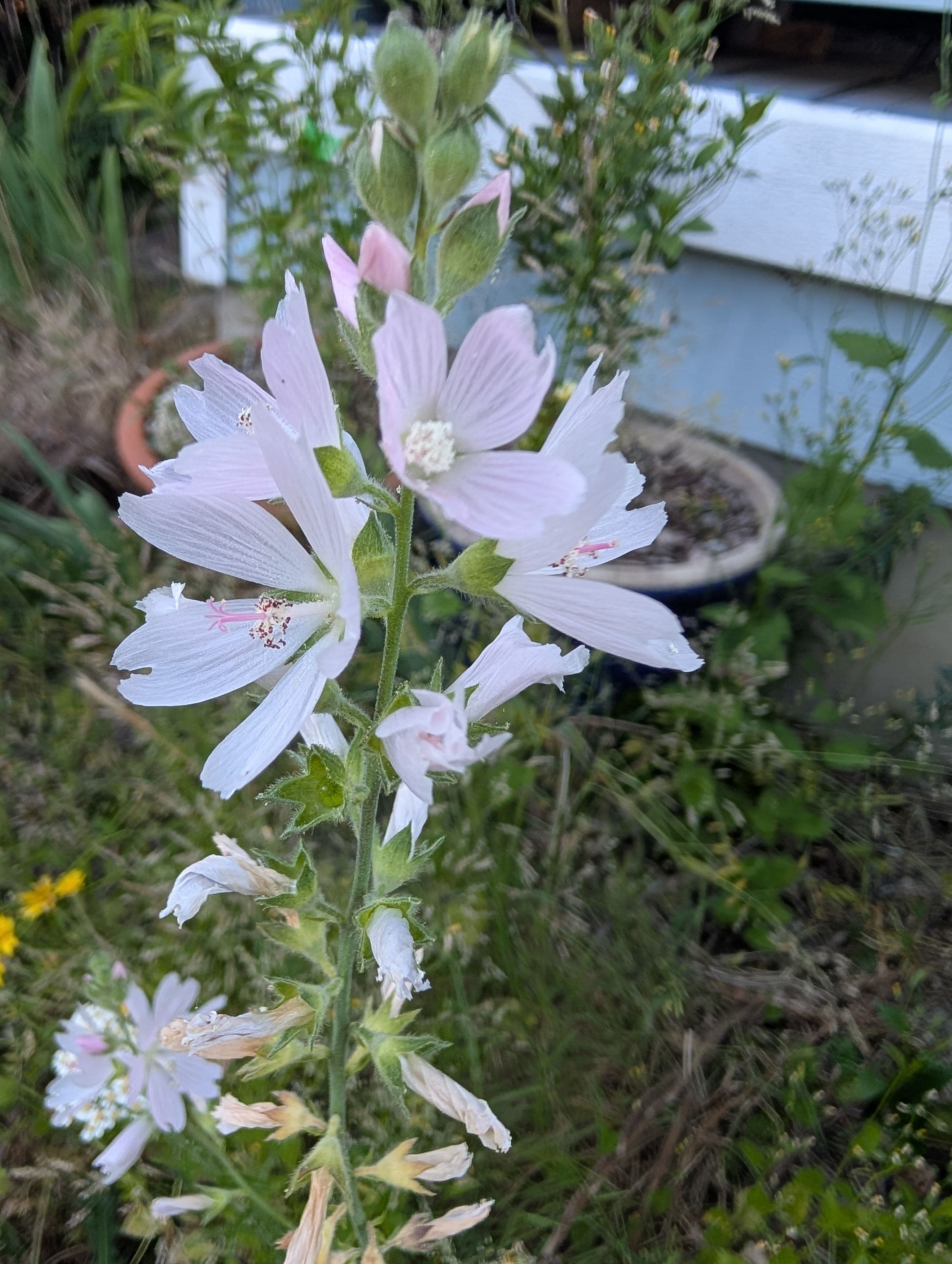 Some of the checker-blooms are still flowering, but others in warmer sunnier spots are all done