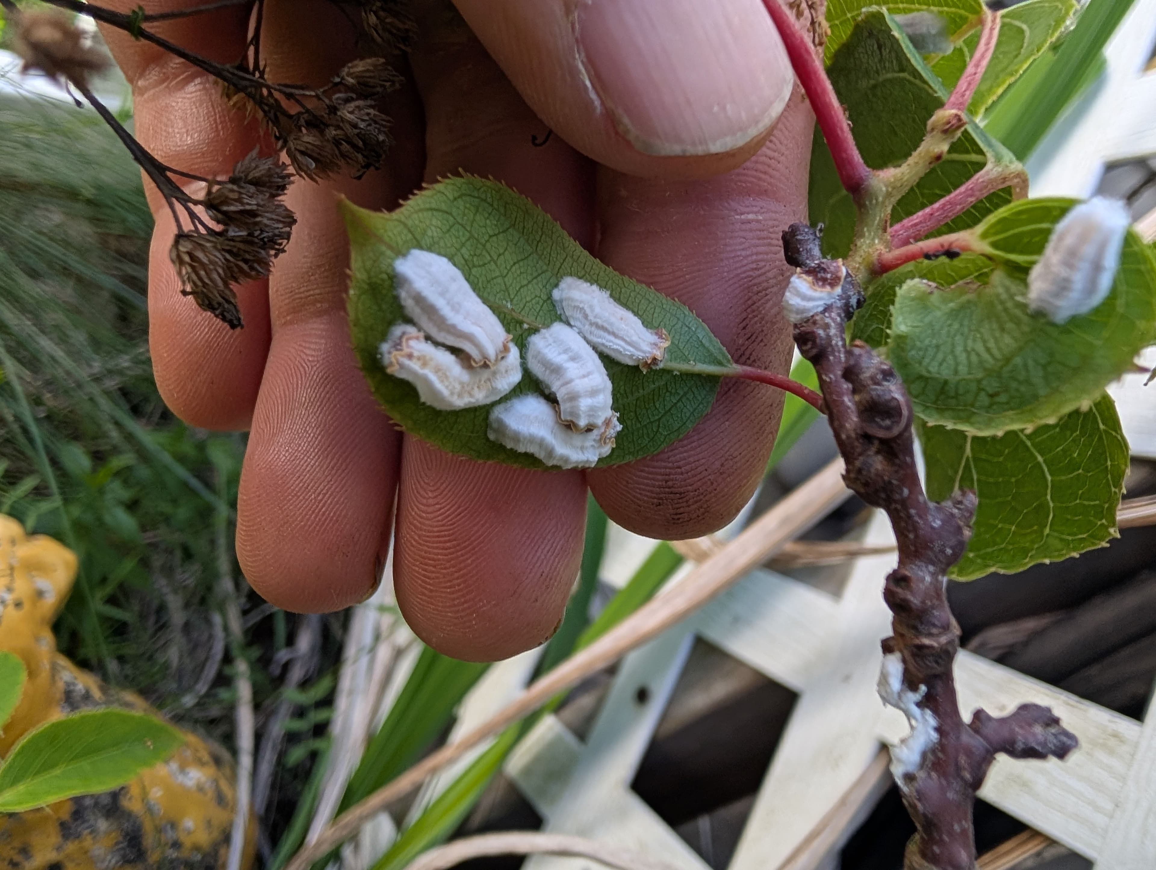 Cotton Scale insect, I brushed these off, my general scale management technique