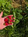 Strawberry patch