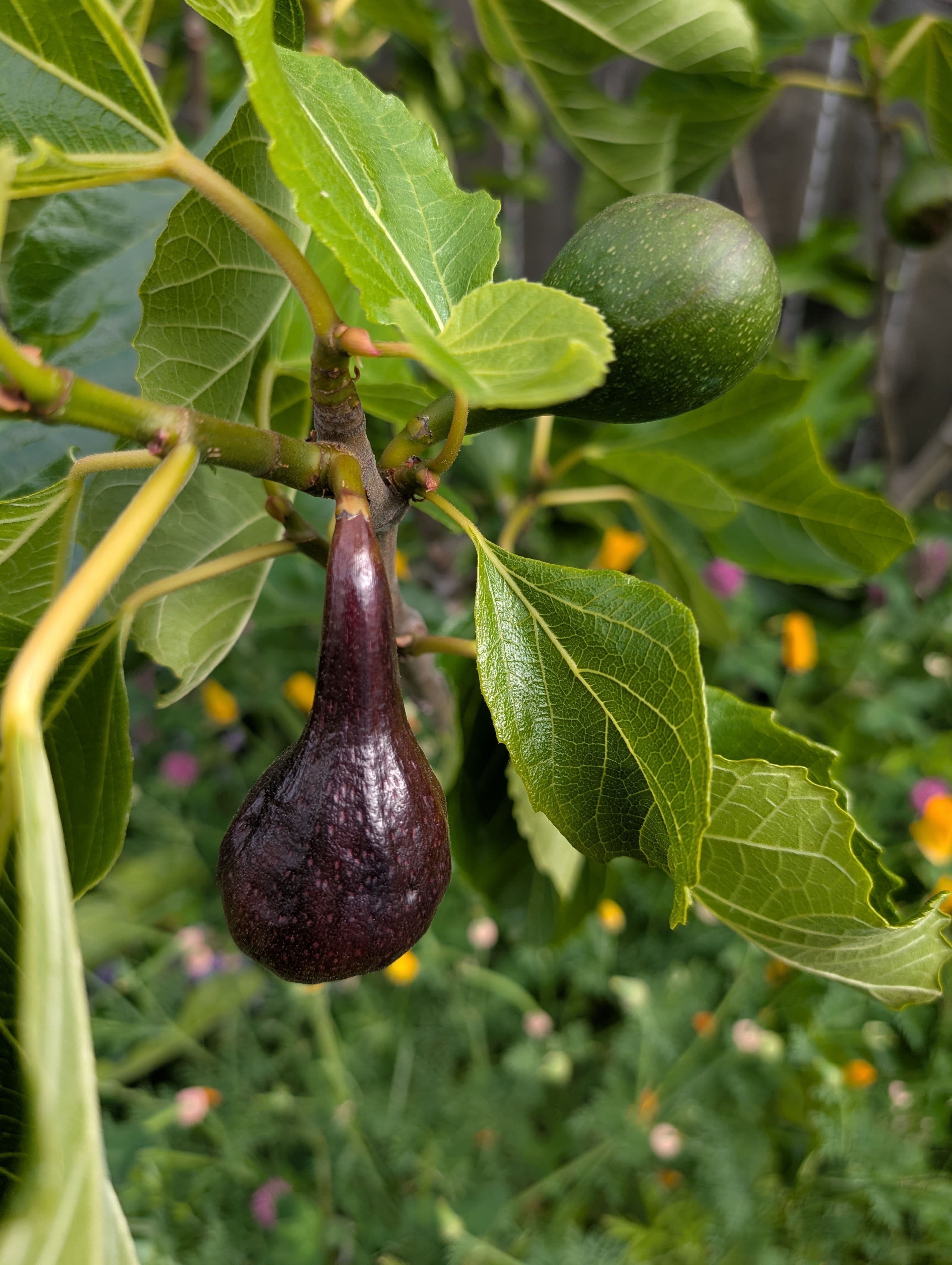 LP seems to drop a lot of breba late in the game, it's almost like the figs are coming ripe, but they're just going bad and dropping off, it did this last year but it's much more pronounced this year