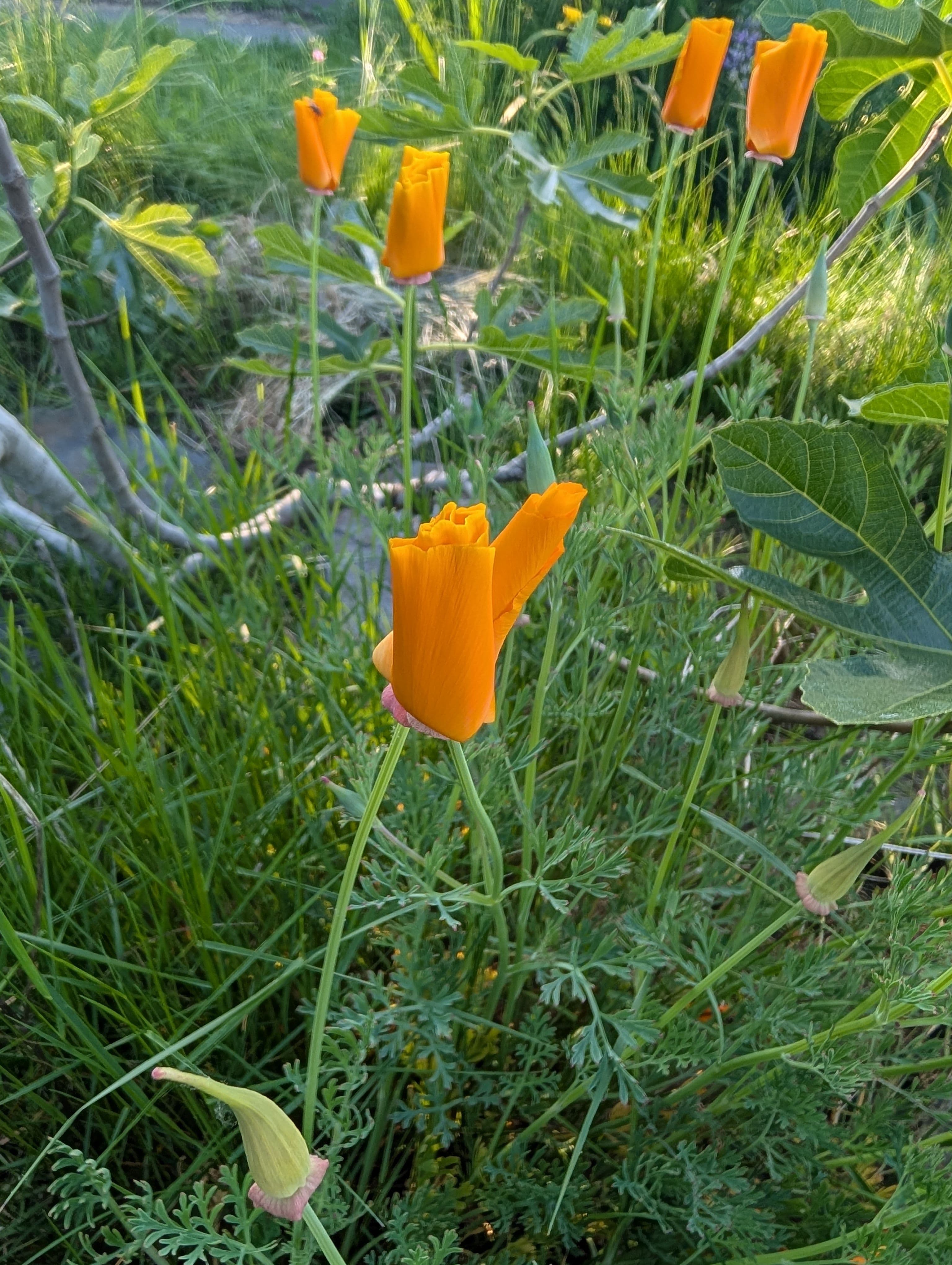 All curled up for the evening. California Poppy showing their nyctinasty side