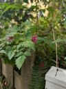 Salmonberry