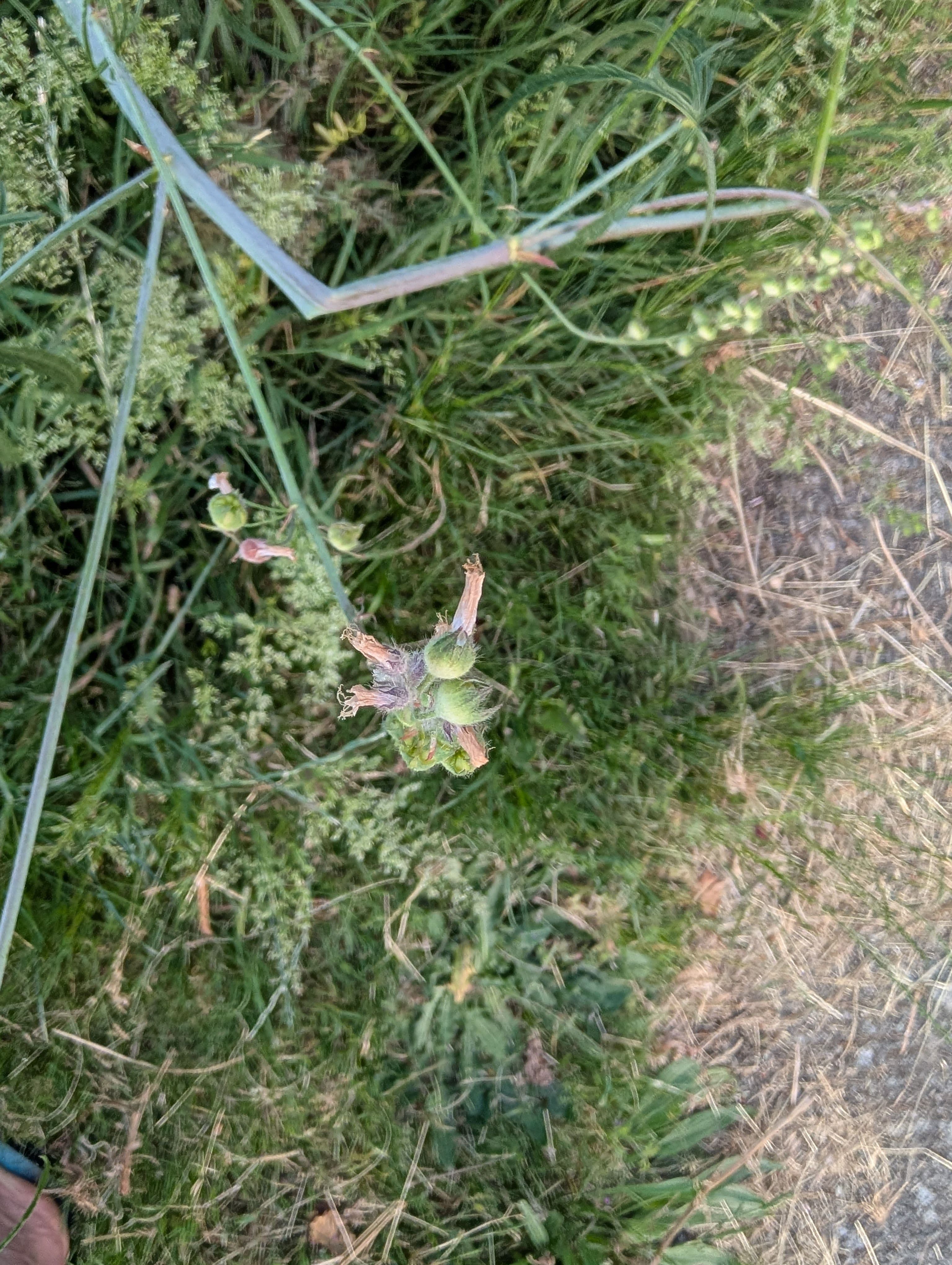 Collected seed today. I found crushing up the dry seed pods into a jar and blowing the jar with my high volume inflator blew out at lot of the chaff and made for fairly clean seed.