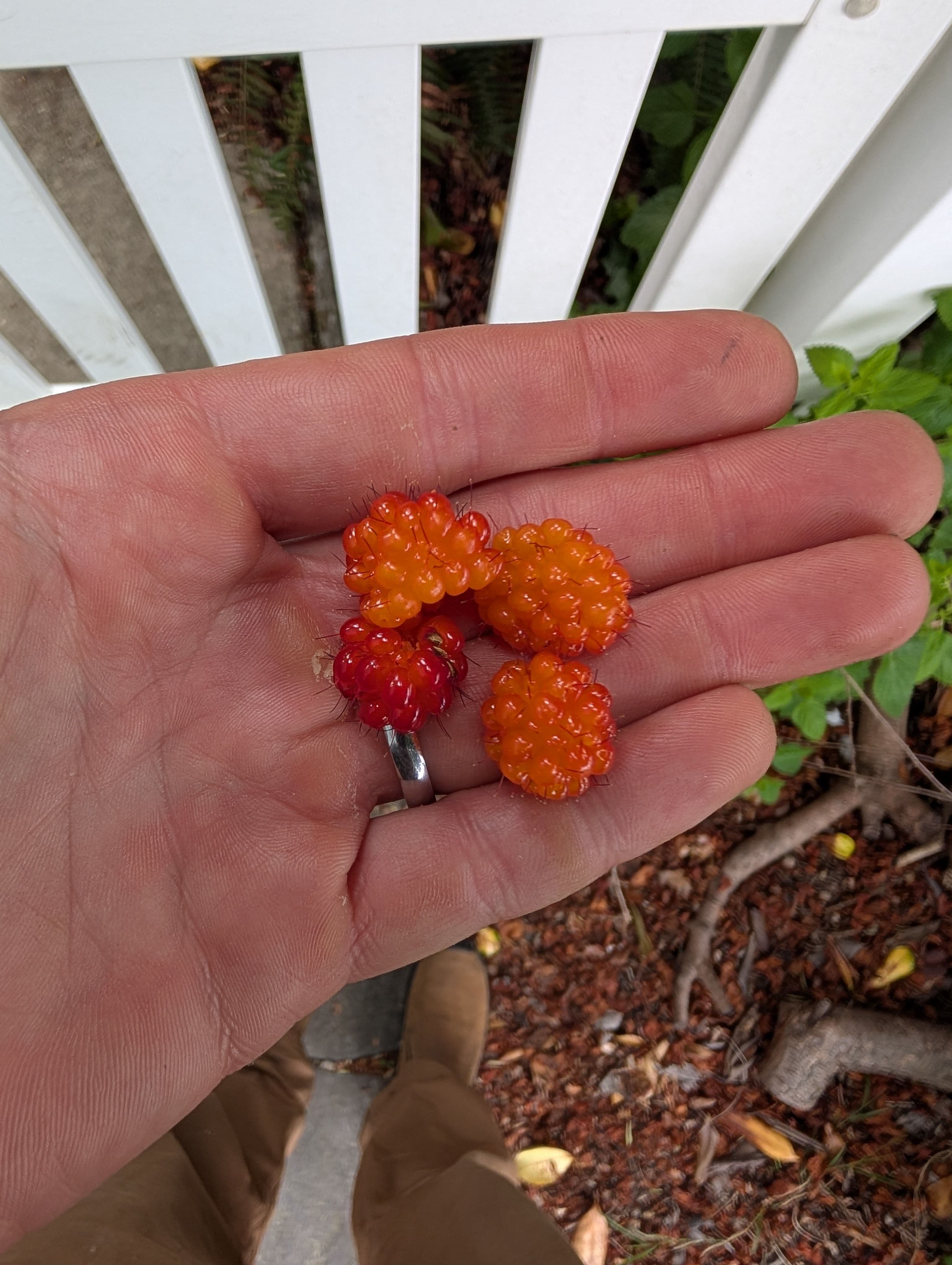 Our little harvest, salmonberry have a lot of color variations, this makes a nice reddish orange color fruit, really attractive. I also find these to be tasty, maybe better than some of the wild varieties around us.