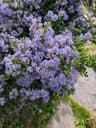 Ceanothus Vandenberg