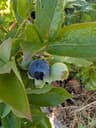 Spartan Blueberry