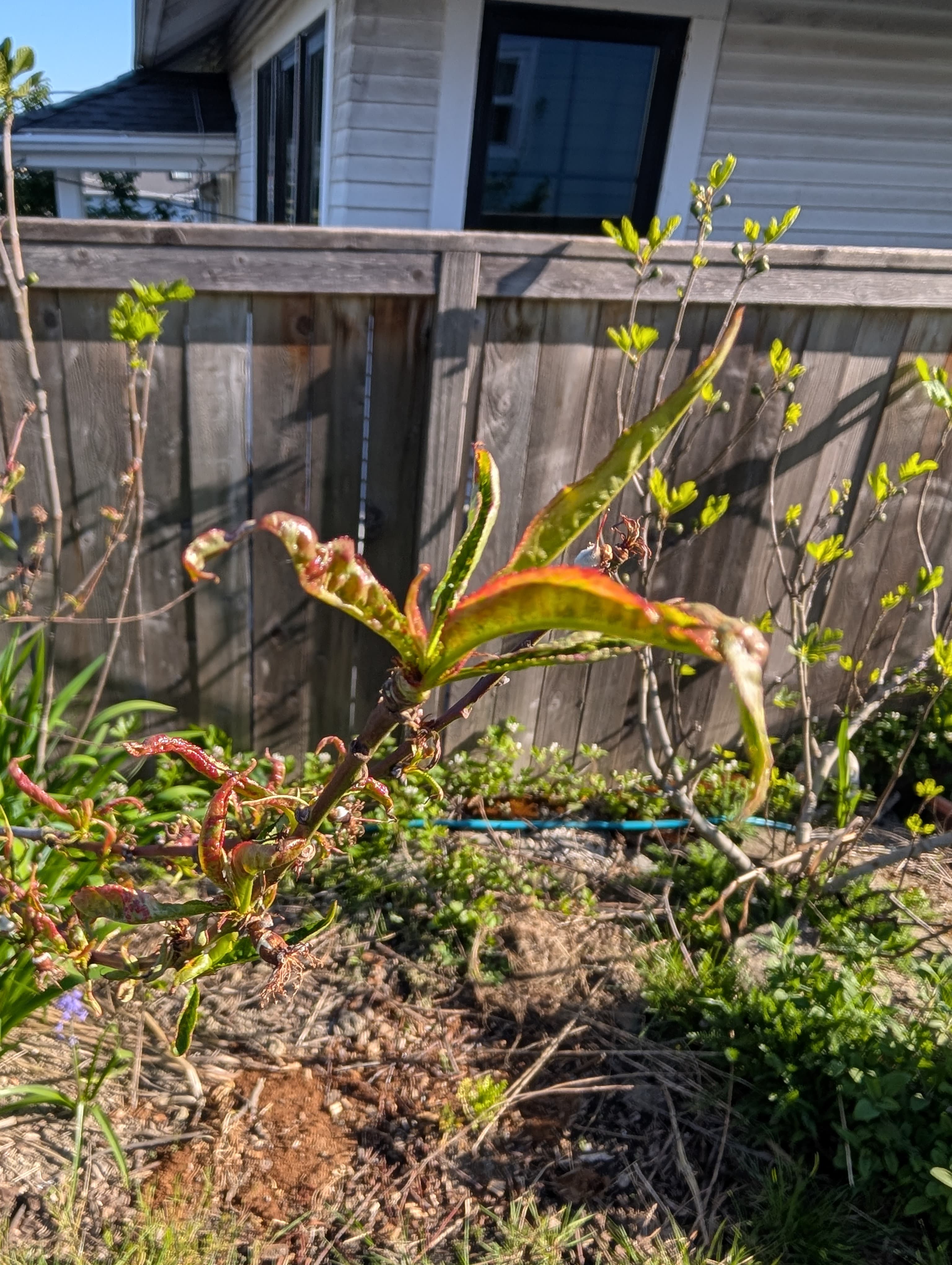 Working through the Spring leaf curl