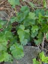 Henderson's Checkermallow
