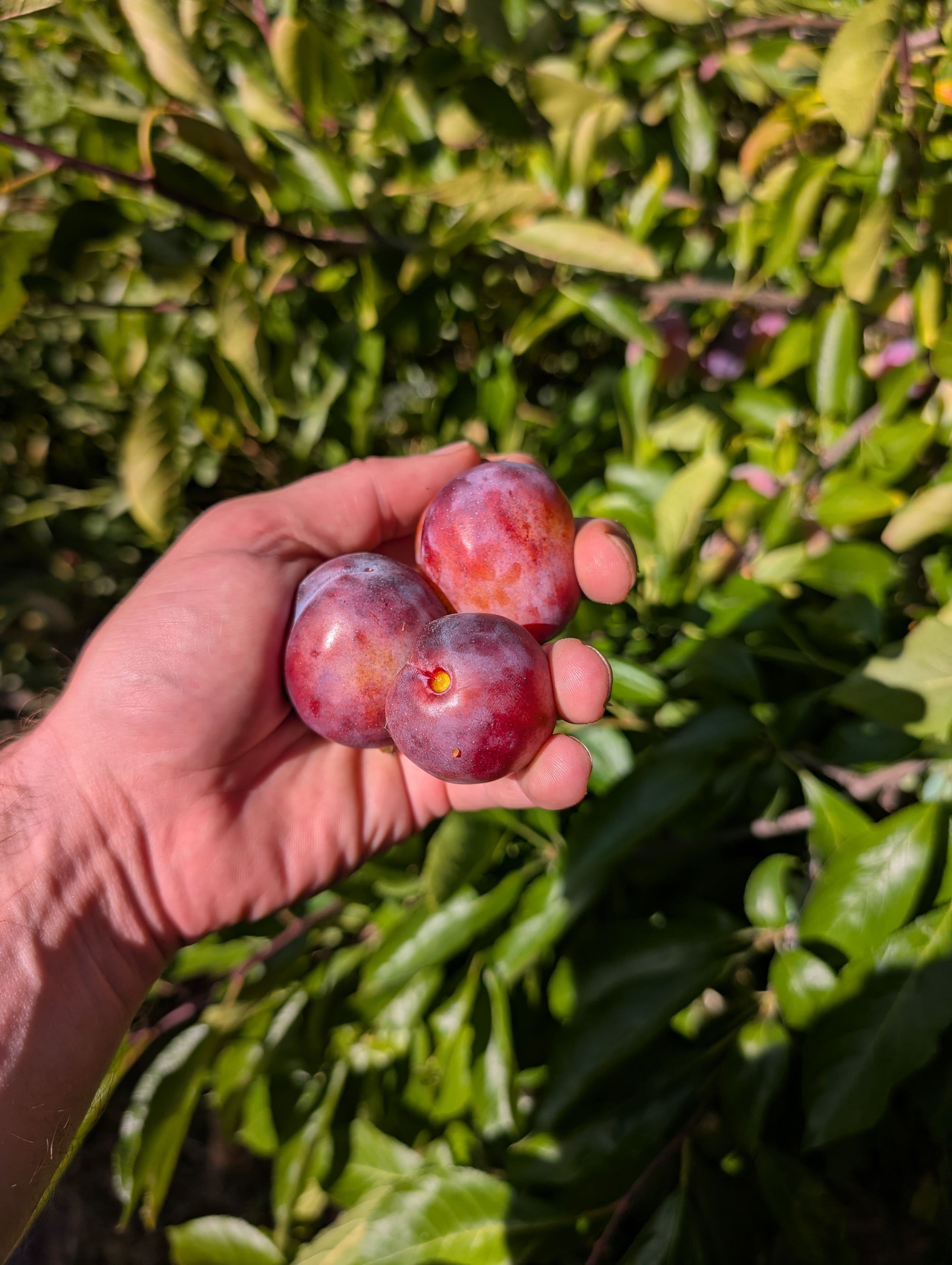 Plum Seeds