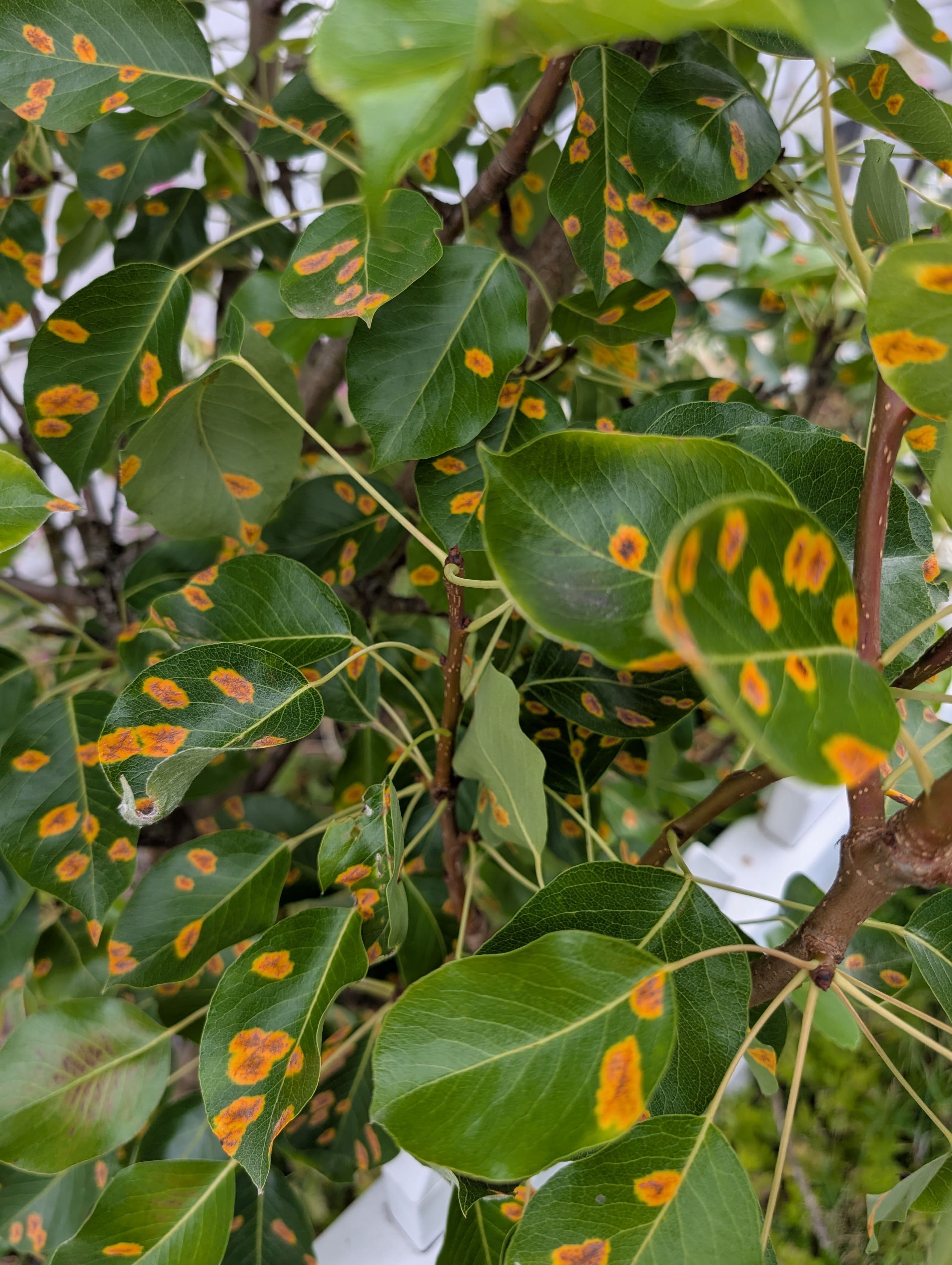 Rust is covering the plant and it dropped all it's fruit