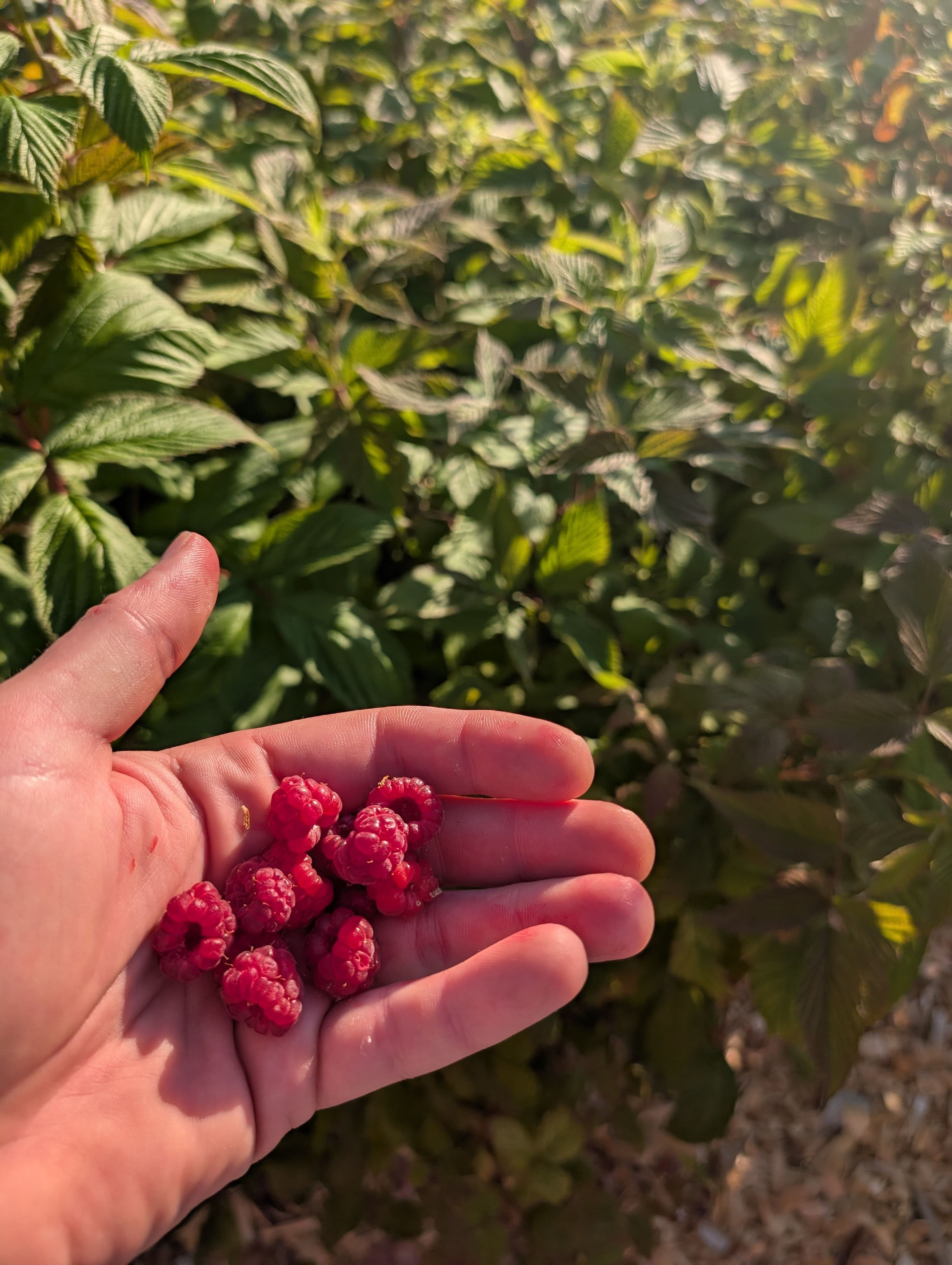 Raspberries are hitting their stride 
