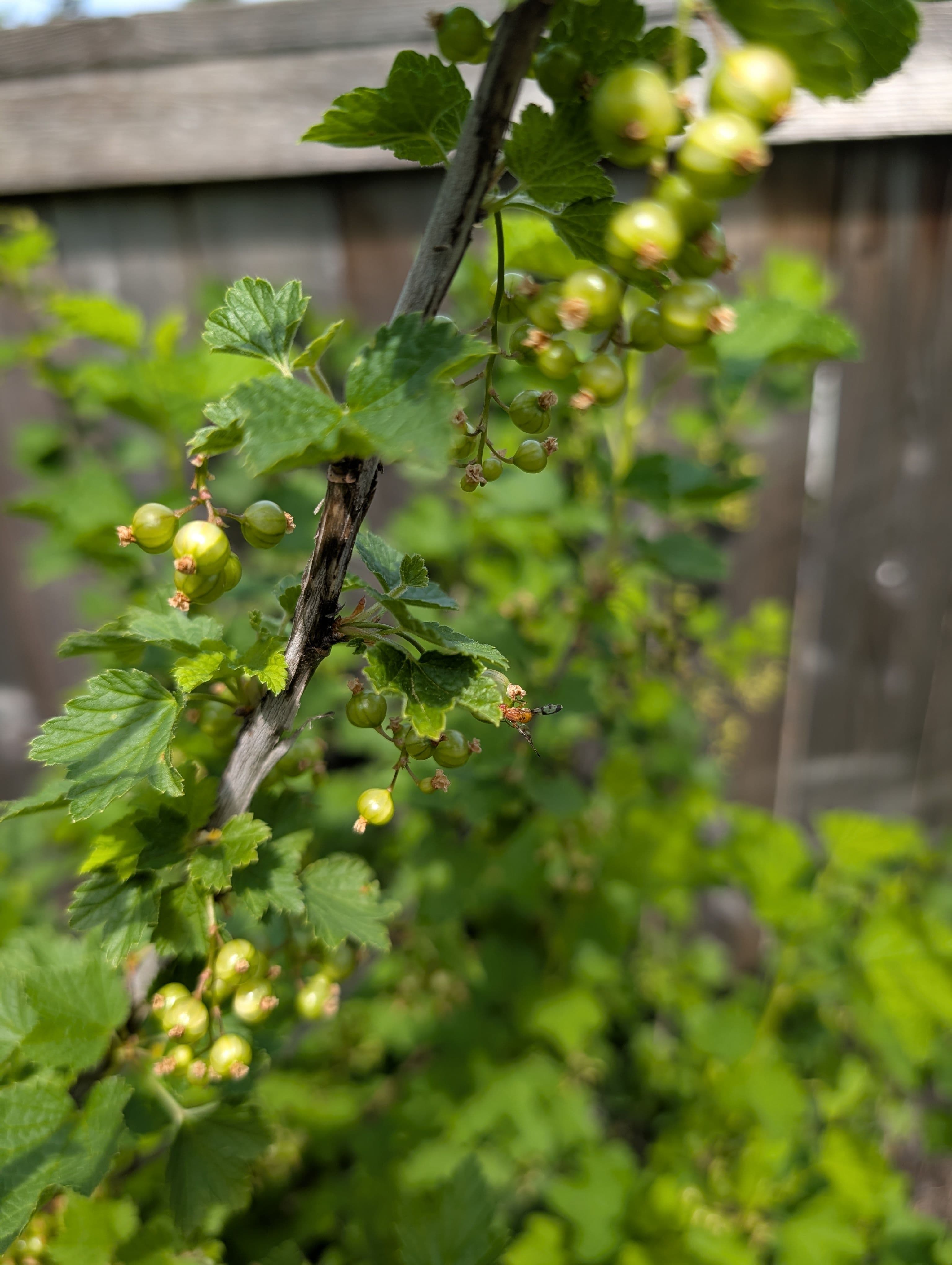 Currant maggots have proven too great of challenge. They have laid waste to every single gooseberry I've grown. Sad because I really love gooseberry 