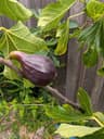 Lamperia Preta