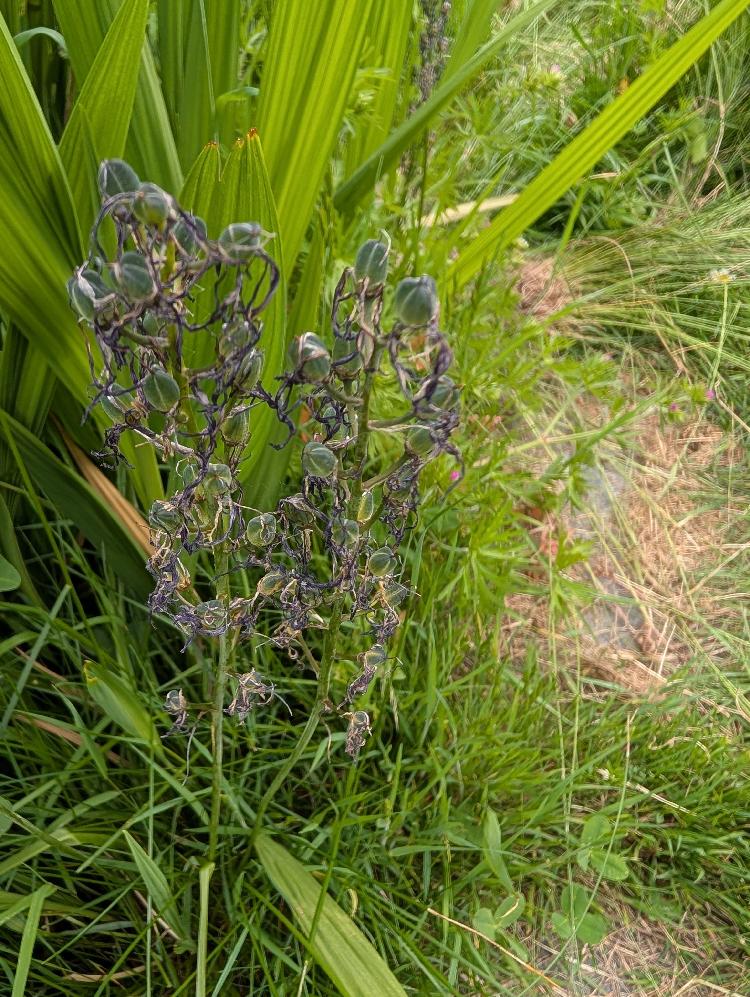 All finished flowering and now forming seed pods