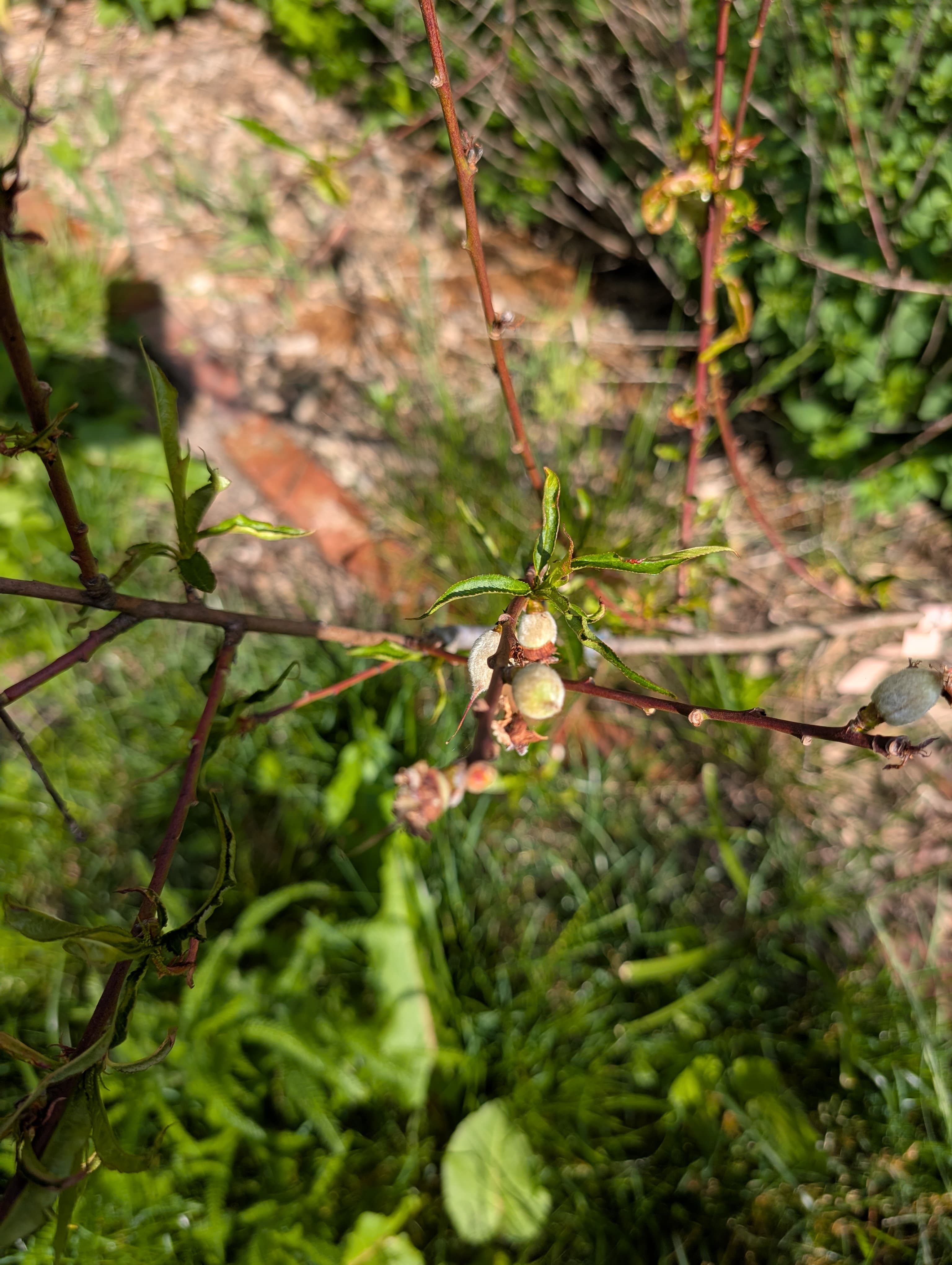 Working through breaking dormancy and fighting off leaf curl.