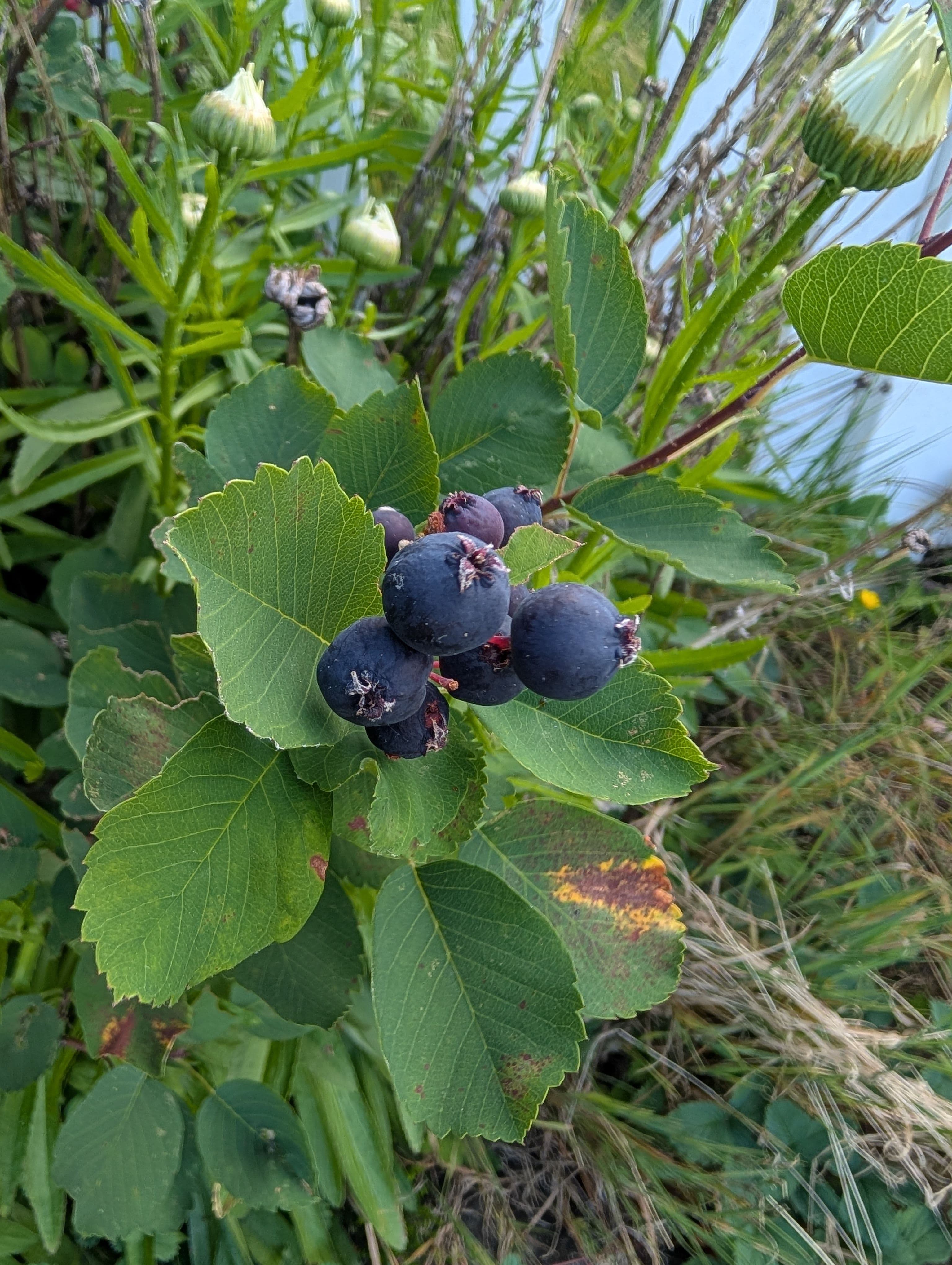 Super ripe, maybe too ripe, and quite a few berries, this one definitely seems to do better with rust than the other varieties around the area, a good tree. 