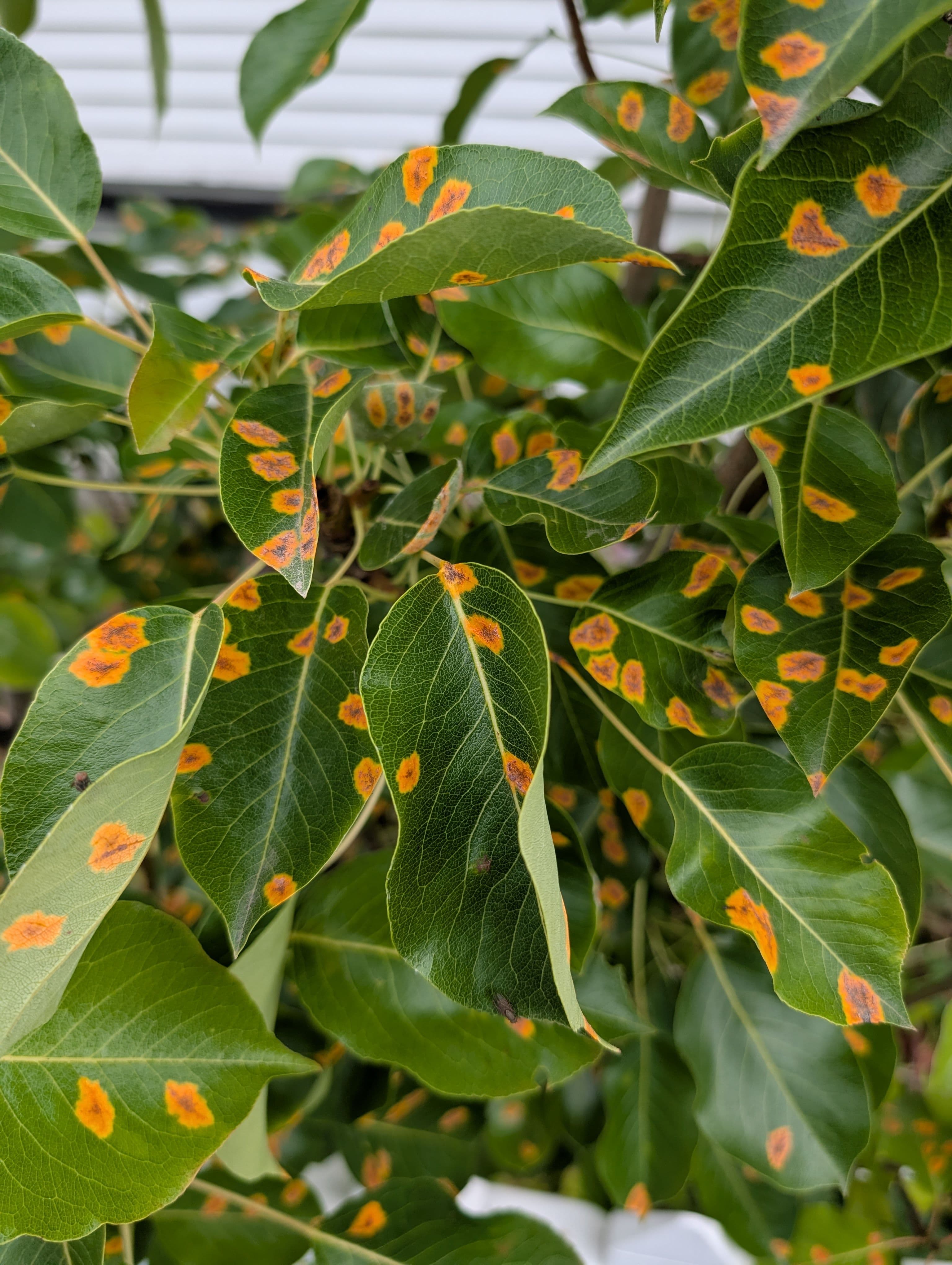 Rust is coming in strong and the tree dropped all it's fruit 