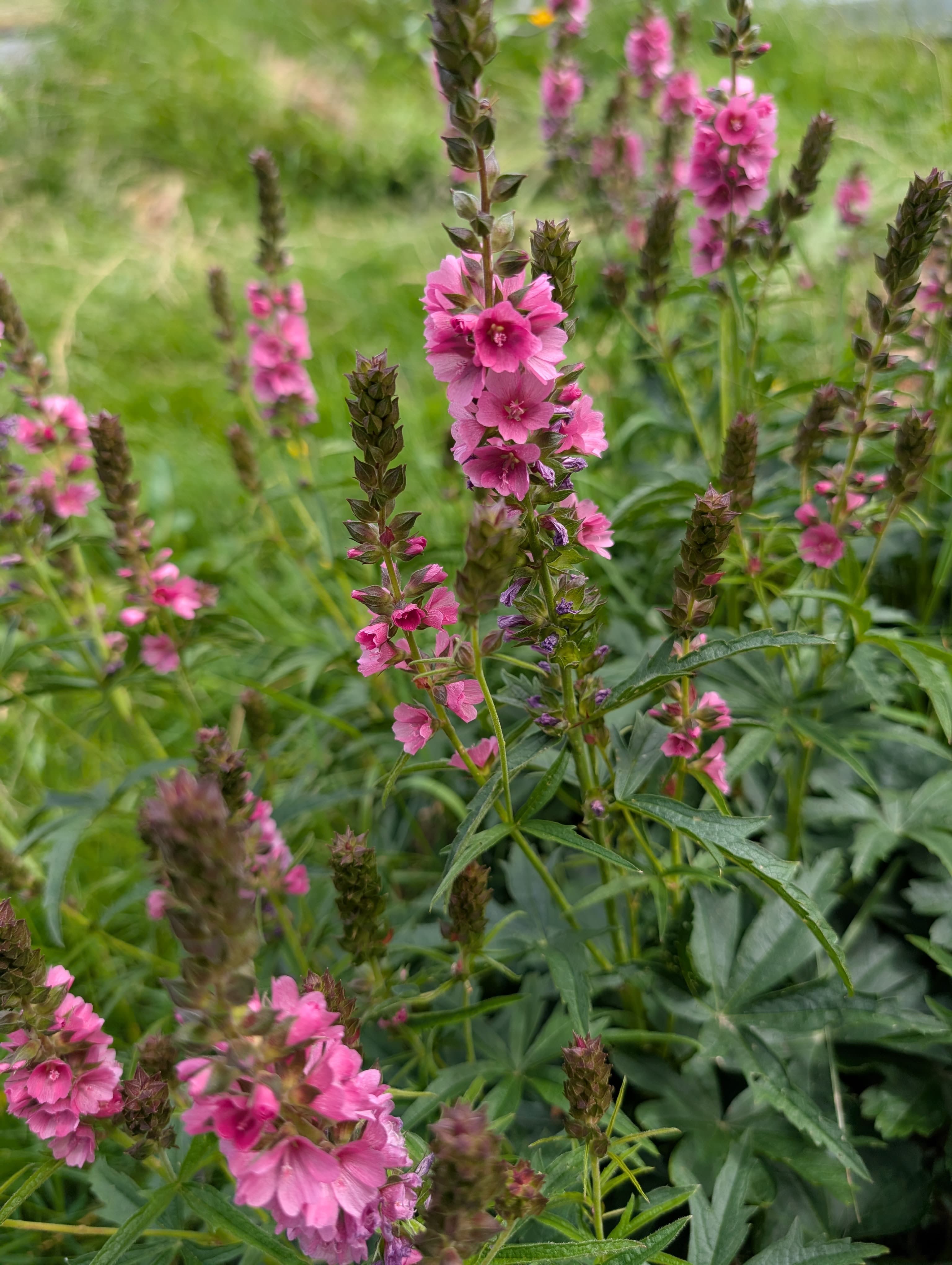 Henderson's Checkmallow