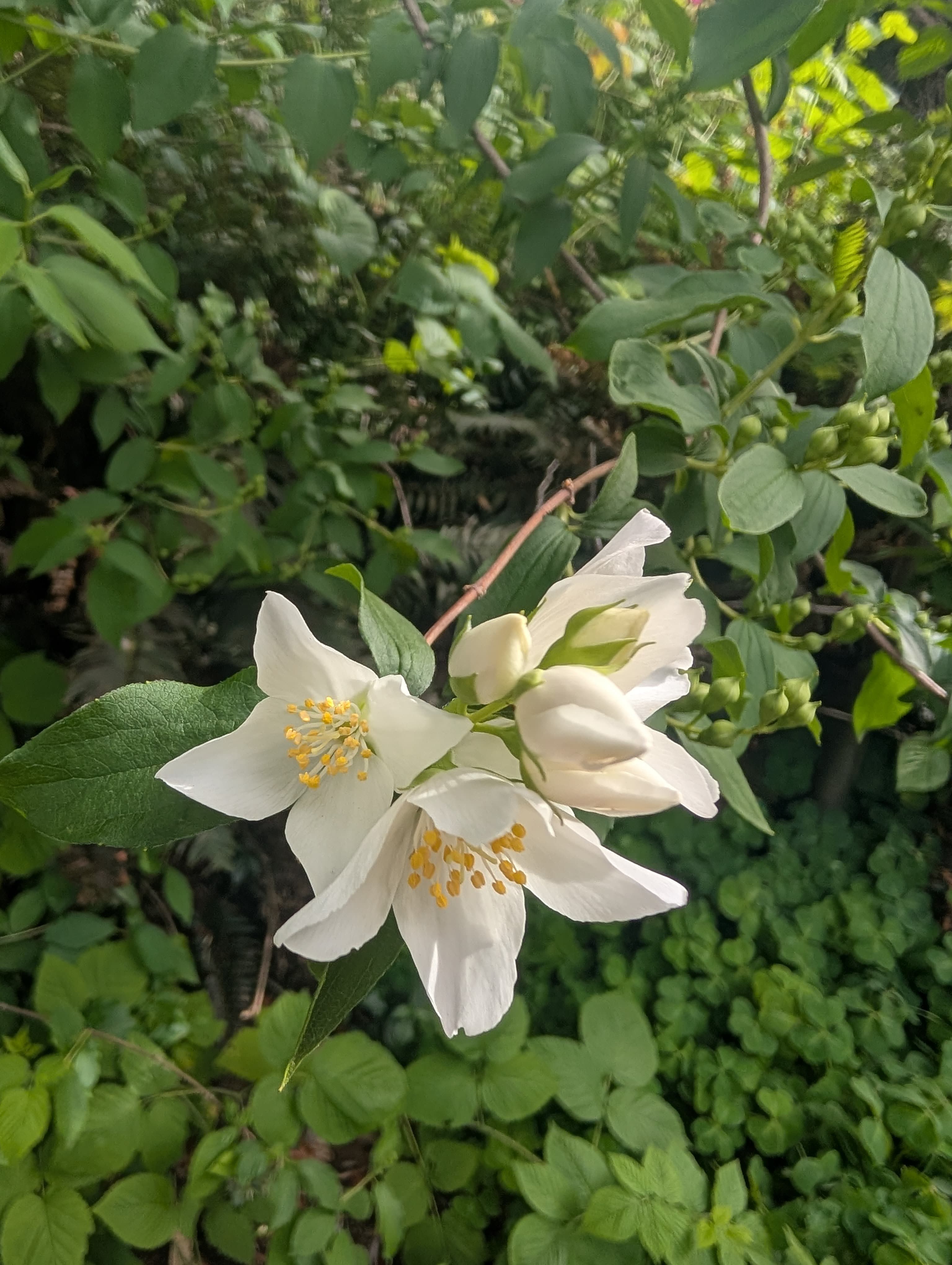 Lewis' mock-orange