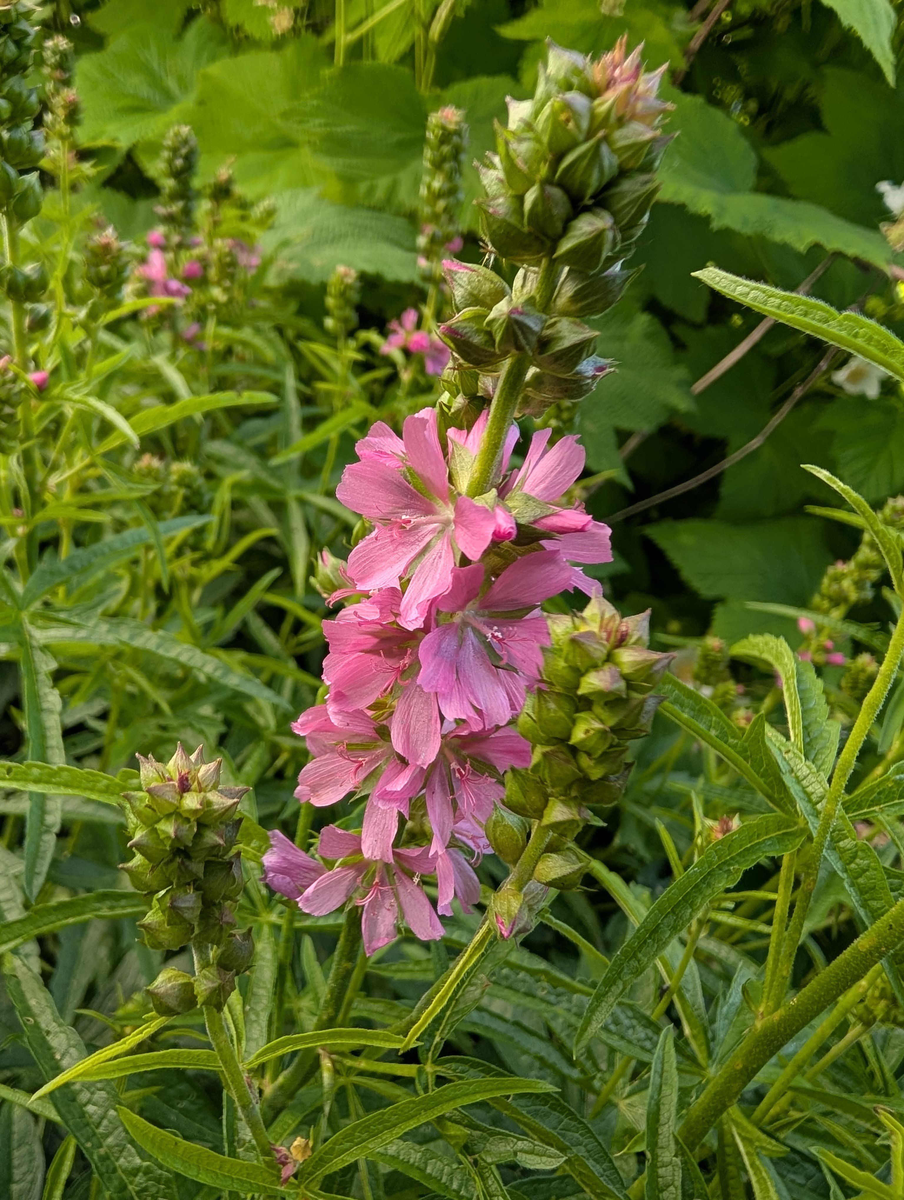 Flowering on Henderson's Checkmallow