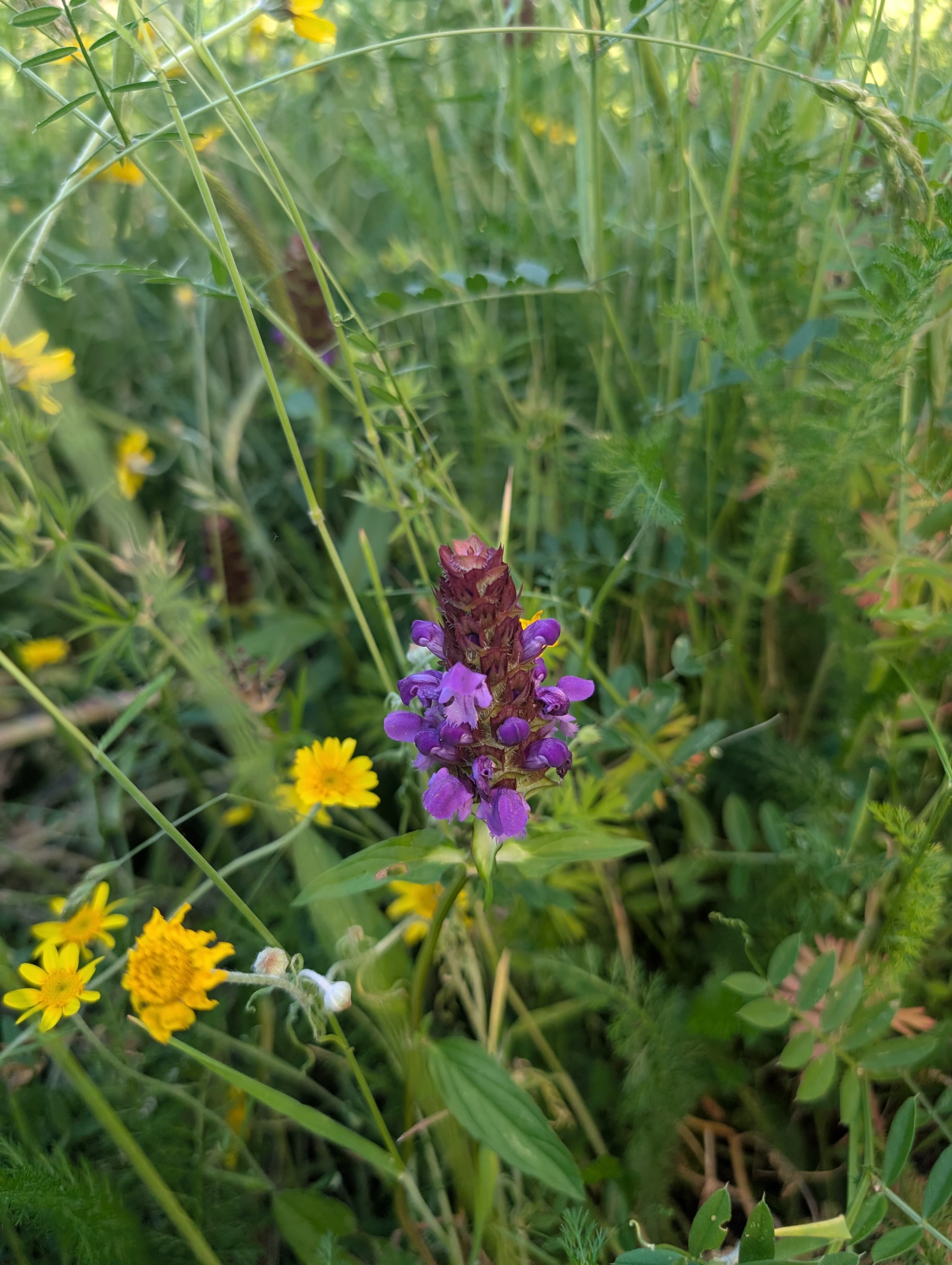 Flowering on Selfheal