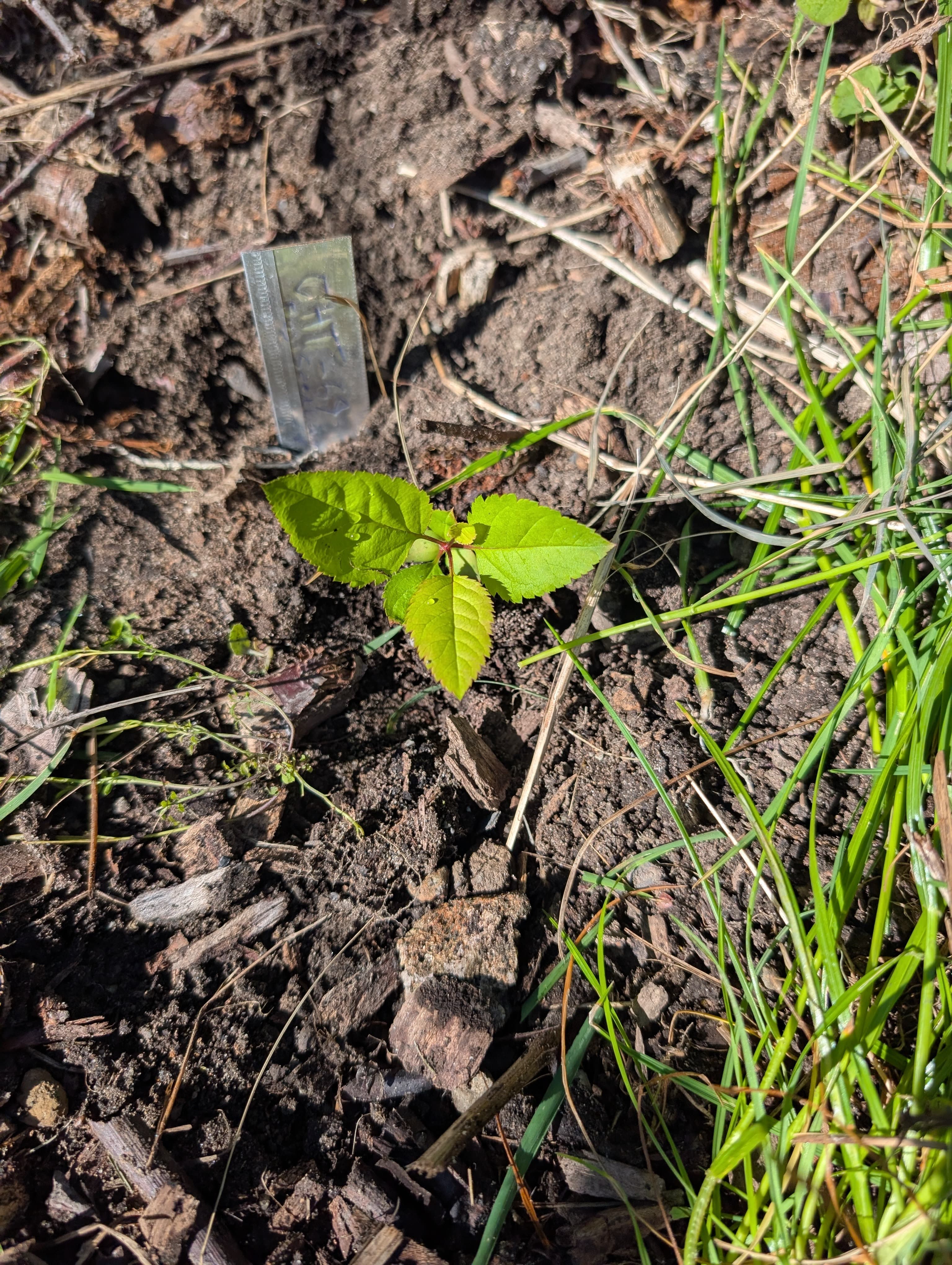 Planting on Fuji Seedling