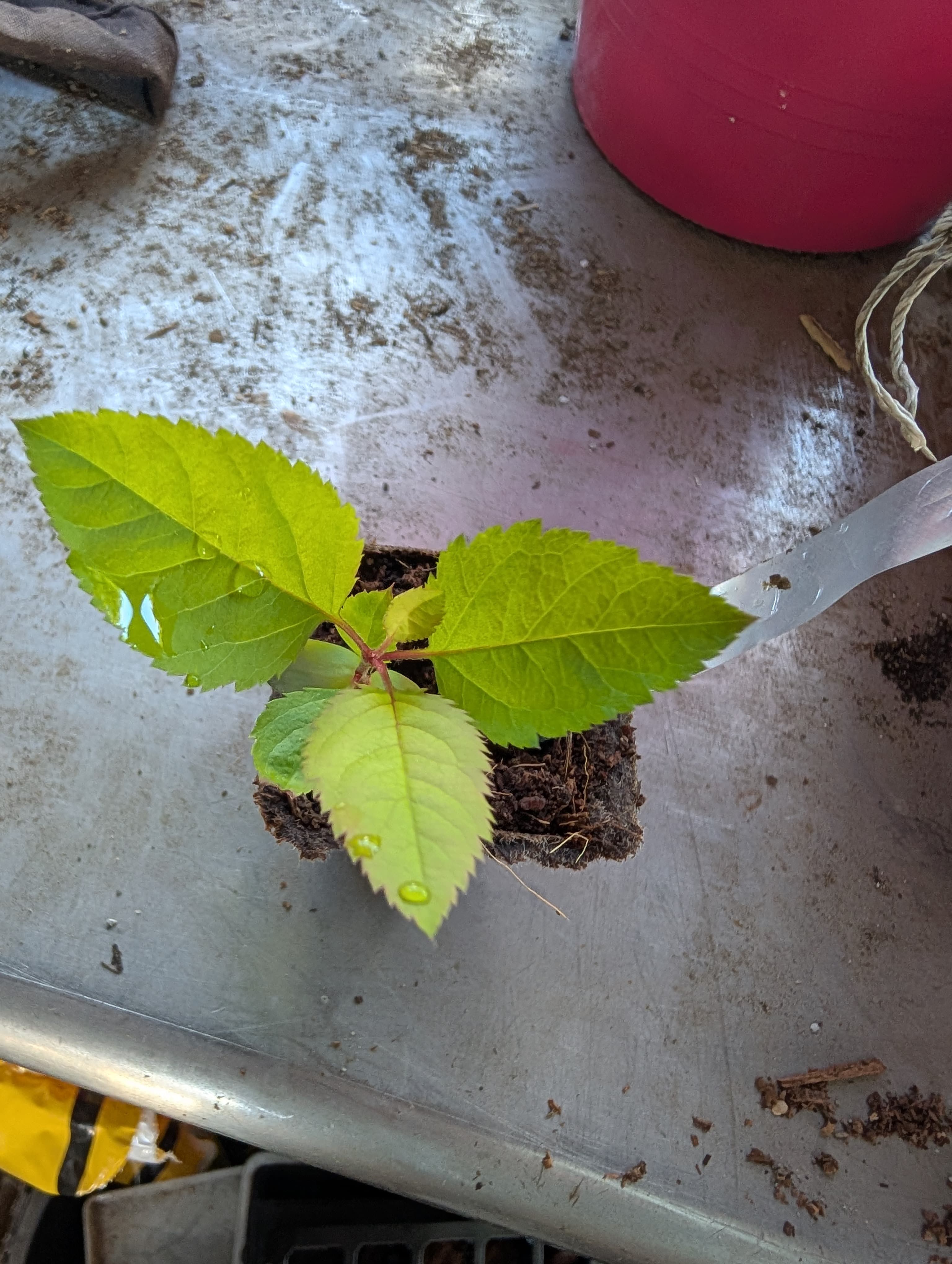 Fuji Seedling