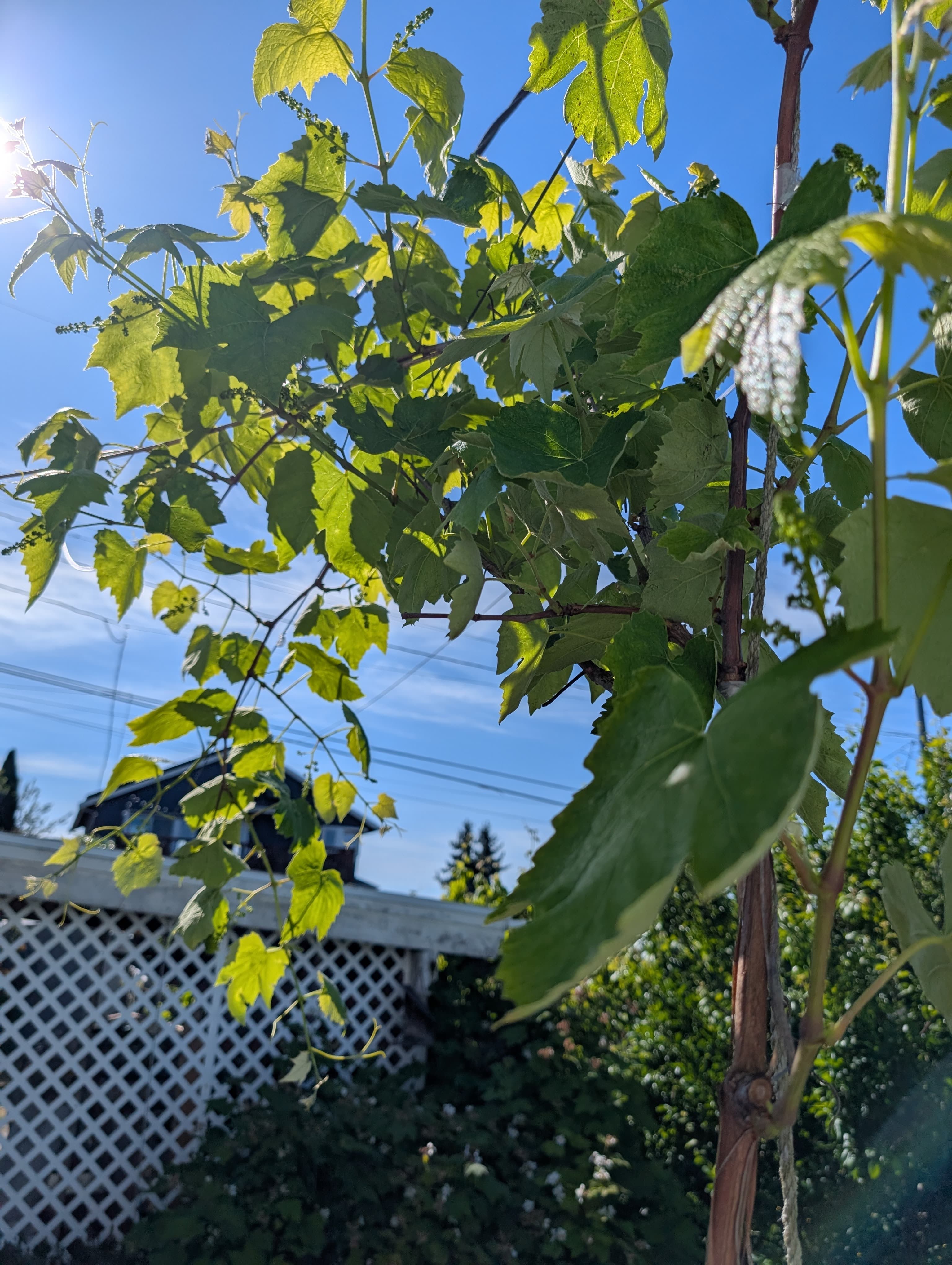 Media on Canadice Grape