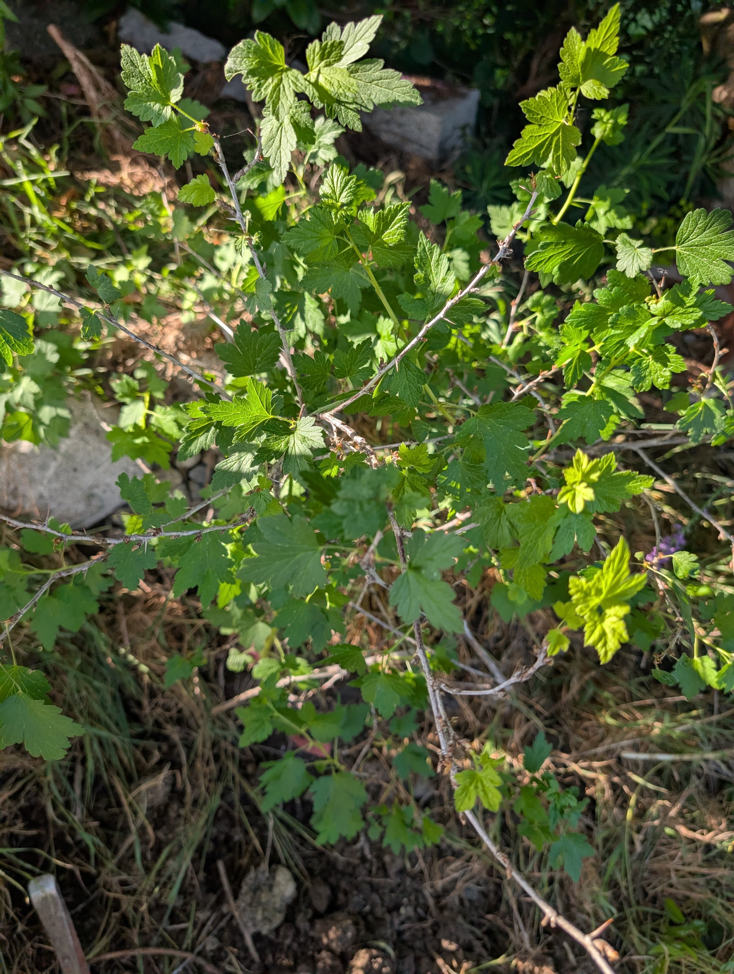 Gooseberry