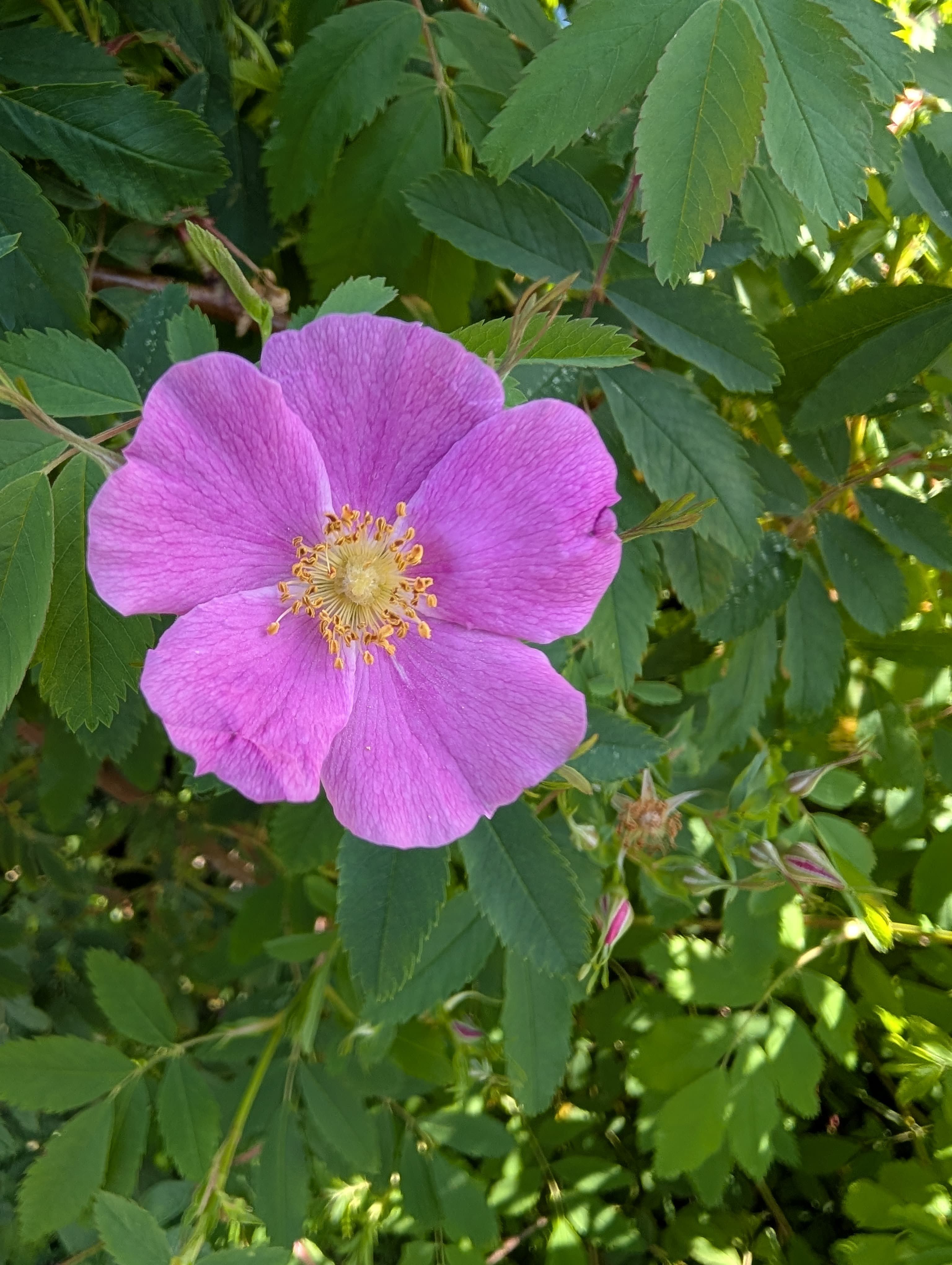 Full Bloom on Woods's Rose