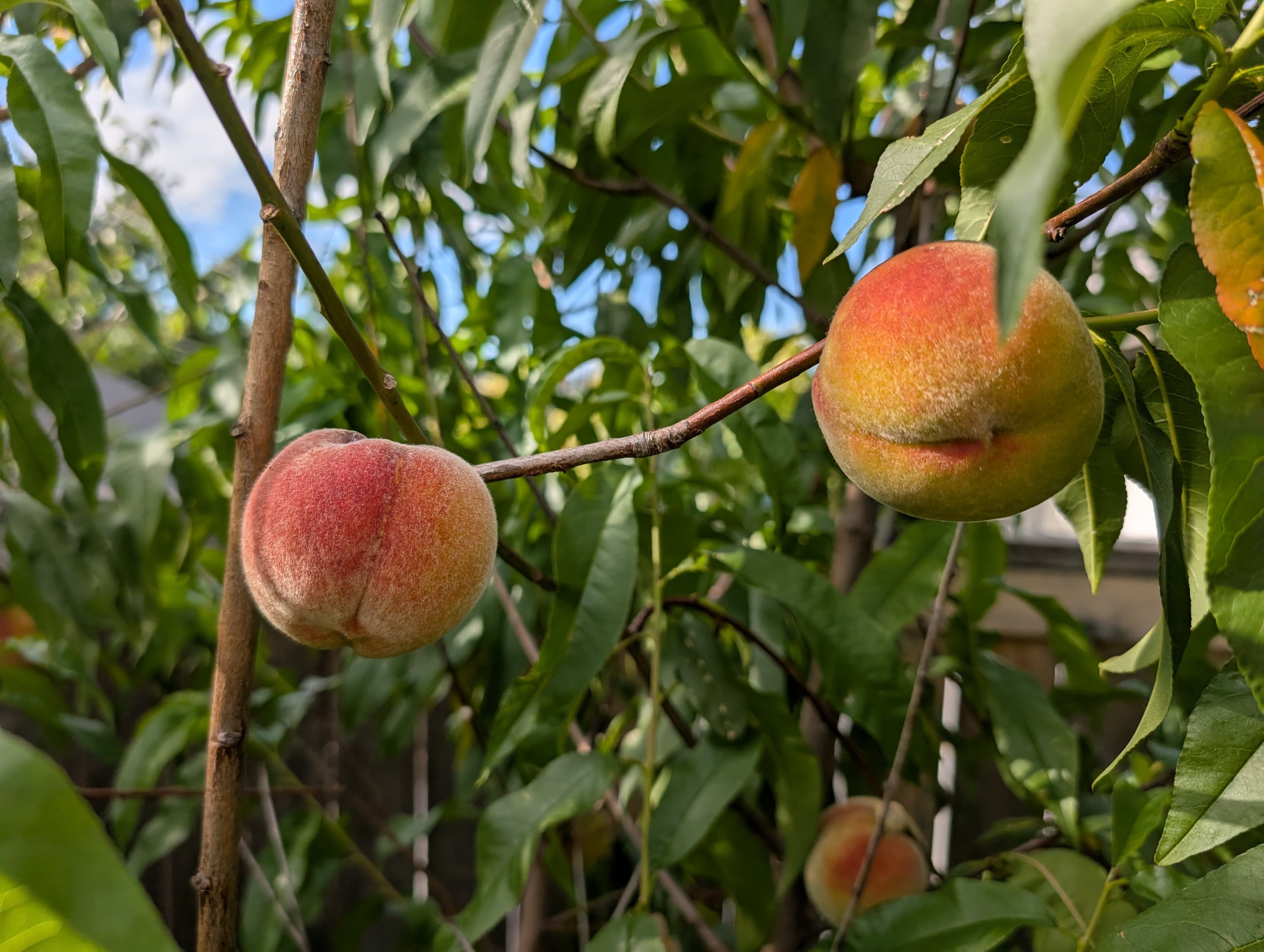 Peach
