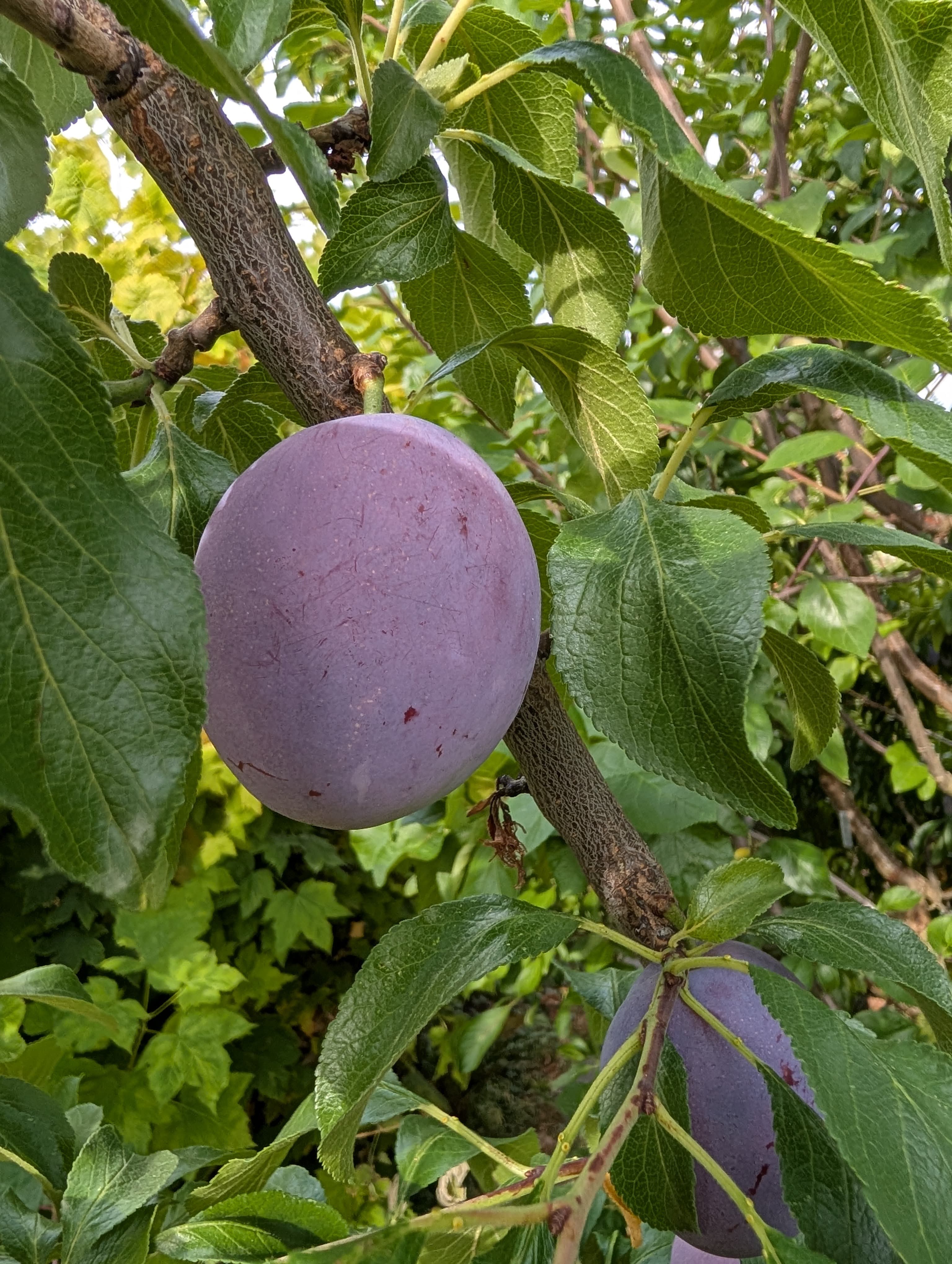 Plum