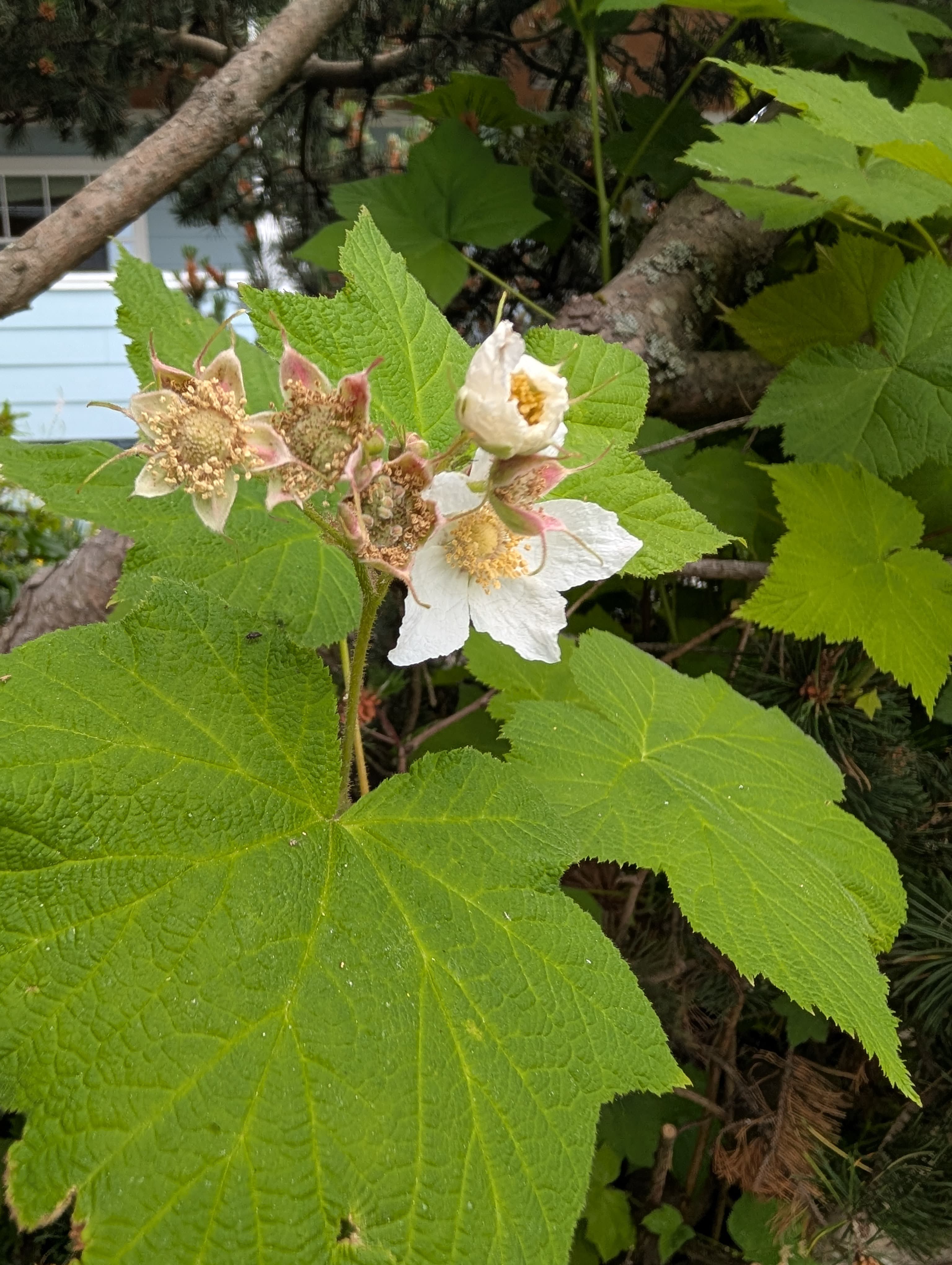 Thimbleberry